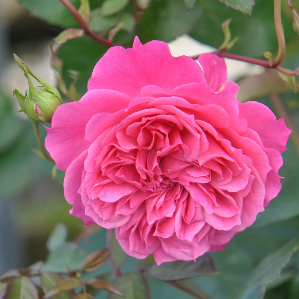 Flamenco Rosita Pink Rose Bush - Heirloom Roses Live Shrub Plant for Outdoor Planting | Perfect for Gardens, Landscaping & Gift Giving