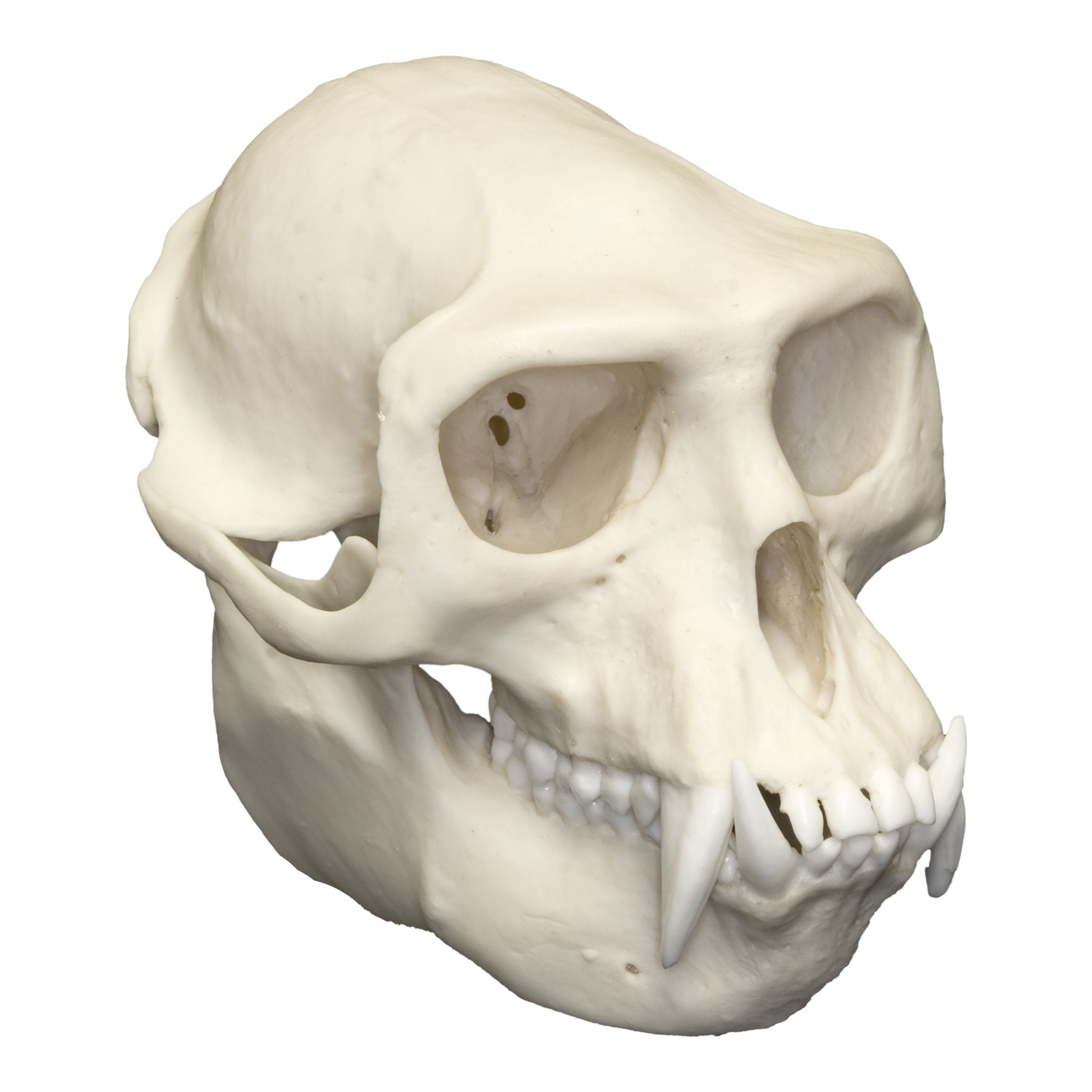 Authentic Replica Hanuman Langur Skull - Lifelike Primate Specimen for Home Decor, Scientific Study & Halloween Props | Perfect for Anthropology Displays, Classroom Education & Gothic Collections