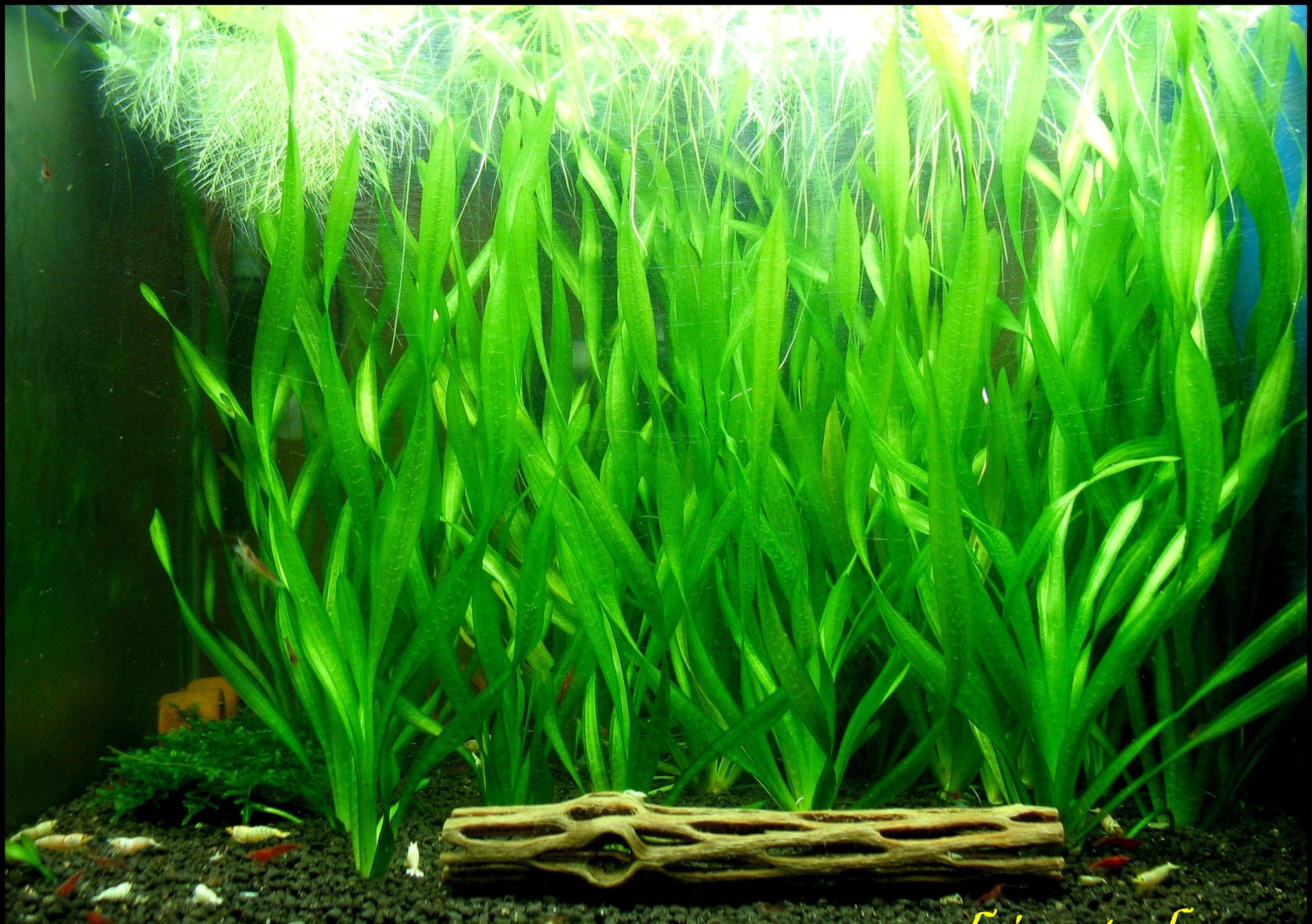 TCulture Vallisneria Spiralis Live Aquarium Plants (Pot) - Perfect for Freshwater Fish Tanks, Aquascaping & Low-Light Aquatic Environments