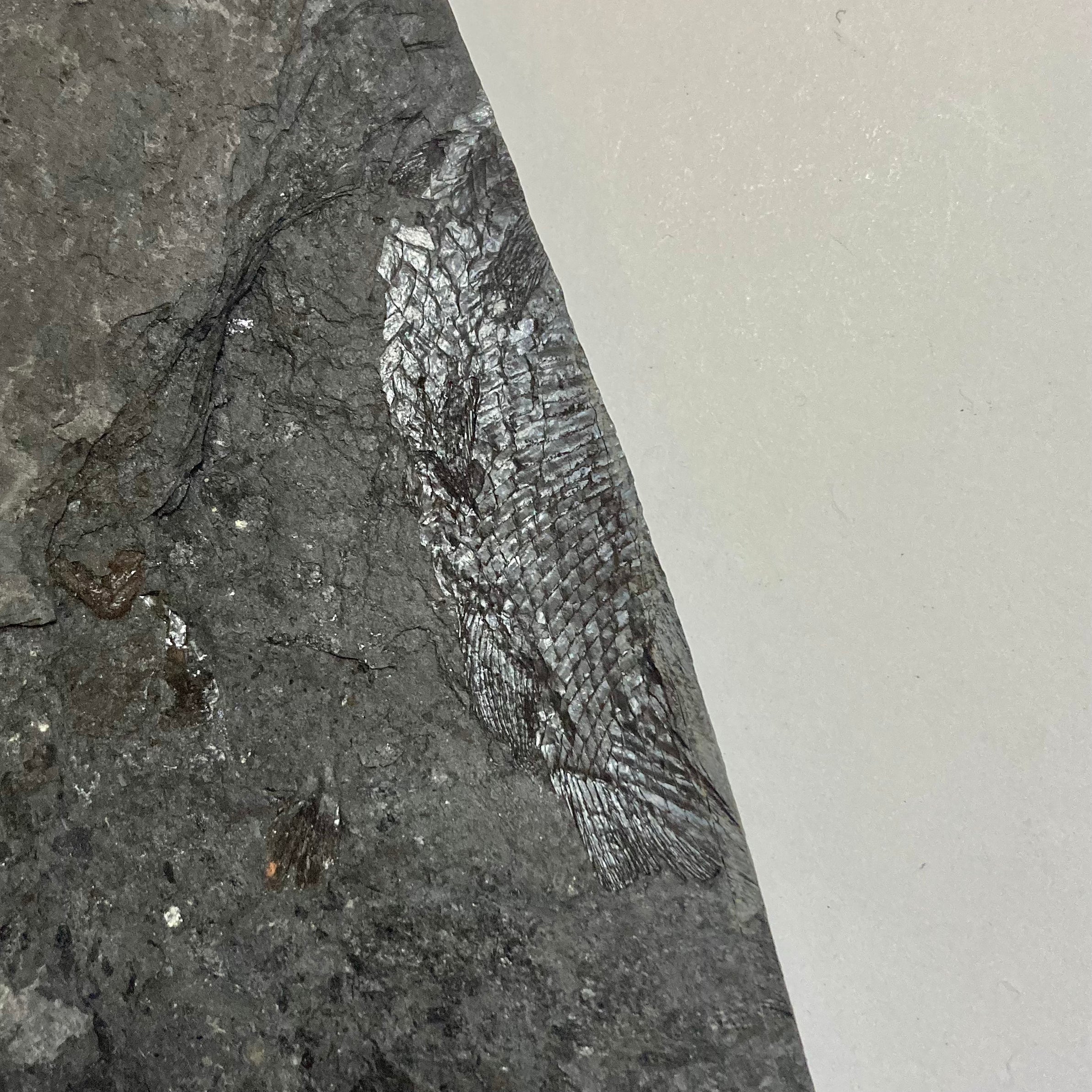 Haplolepis sp. Palaeoniscoid Fish Fossil - Rare Ancient Fish Specimen for Collectors, Museums & Educational Displays