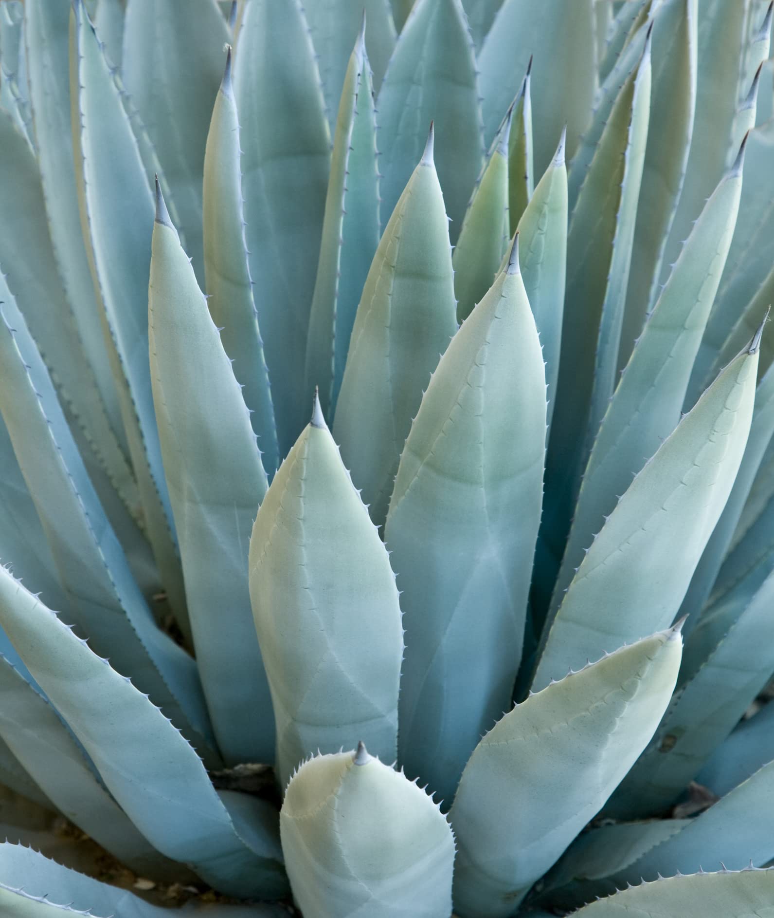 Agave Species Seed Mix for Planting - 50 Seeds - Grow Agave Plants - Succulent Garden Starter Kit - Ships from Iowa, USA - Perfect for Home Gardens, Landscaping & Drought-Tolerant Yards