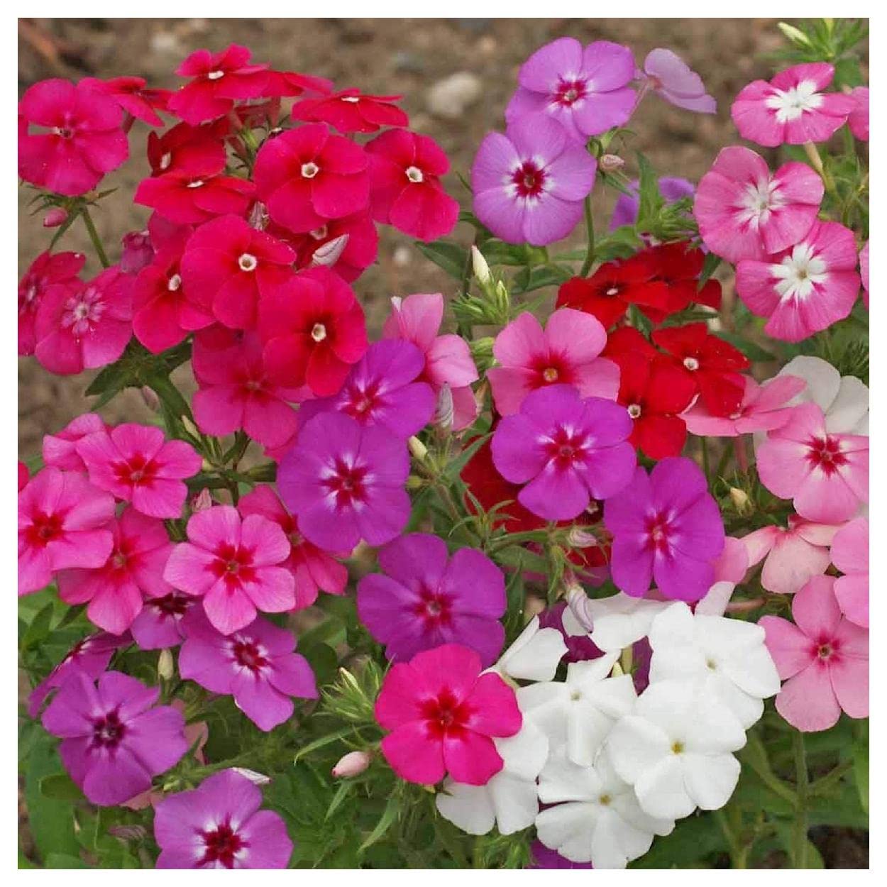Everwilde Farms 1/4 Lb Mixed Annual Phlox Native Wildflower Seeds - Gold Vault Pack - Perfect for Garden Beds, Borders & Pollinator Gardens