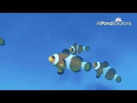 Common Clownfish (Amphiprion ocellaris) - Saltwater Aquarium Fish for Reef Tanks | Perfect for Marine Aquariums & Home Decor