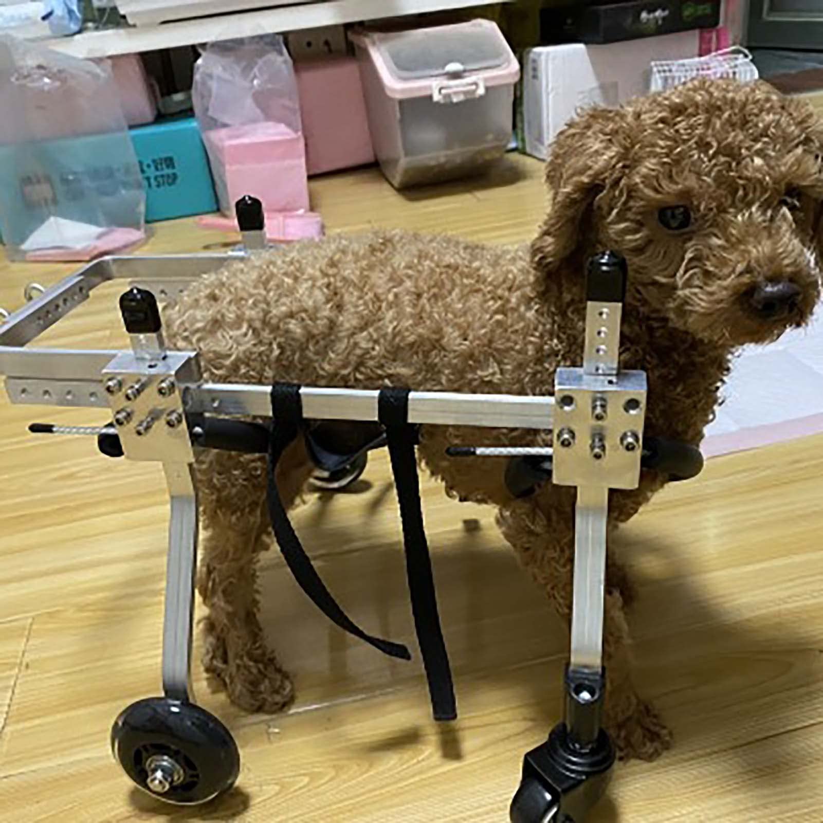 Pet Wheelchair for Disabled Dogs - Adjustable 4-Wheel Support for Front & Rear Limb Injuries - Mobility Aid for Paralyzed & Injured Pets - Ideal for Rehabilitation & Daily Use
