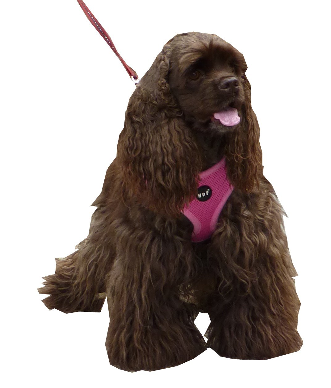 Soft Mesh Dog Harness for Large Puppies - Adjustable & Breathable Travel System in Red | Perfect for Outdoor Walks, Hiking & Pet Adventures