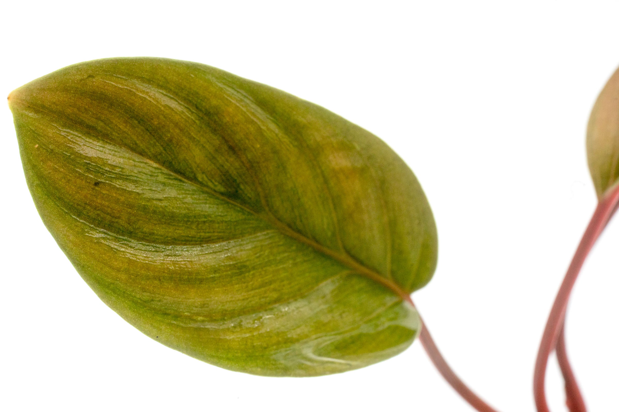 Homalomena Humilis - Rare Tropical Houseplant for Indoor Decor | Perfect for Home, Office & Garden Spaces