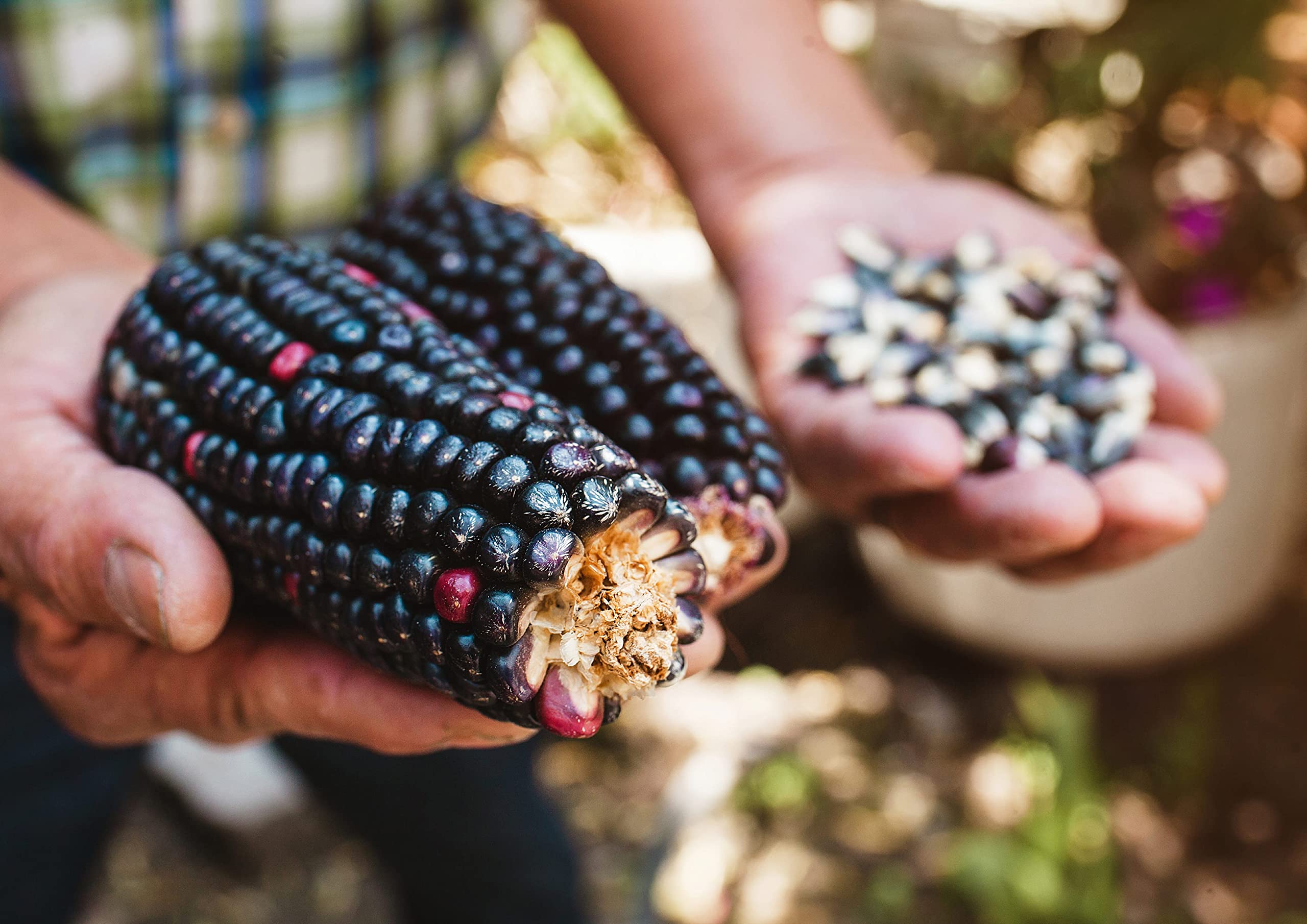 Organic Non-GMO Blue Corn Kernels - 20 lb Bulk Whole Dried Corn for Grinding | Vegan Cereal Grain Rich in Vitamin B6 & Phosphorus | Perfect for Soups, Stews, Casseroles, Tamales & Cornbread Baking