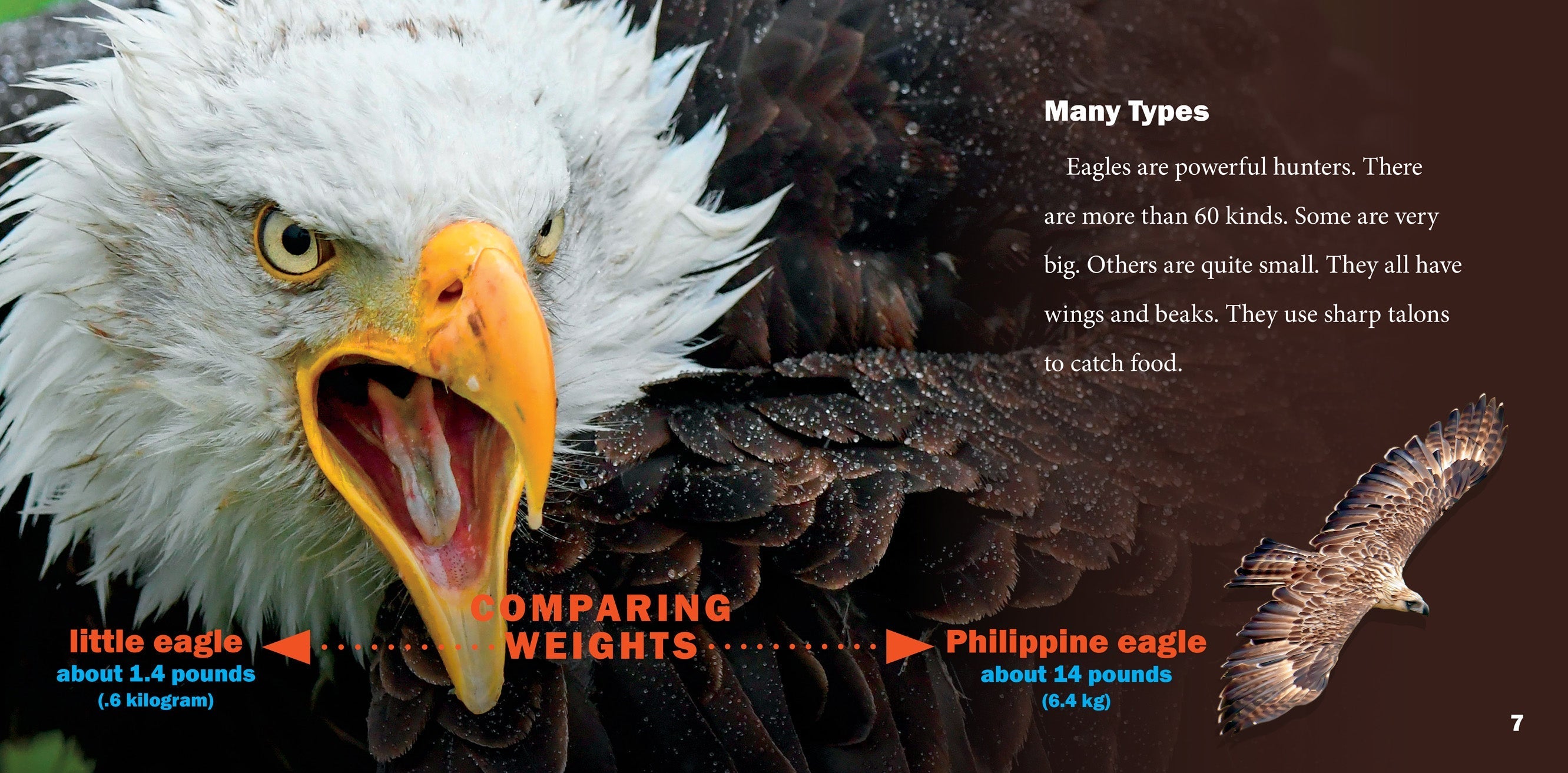 Eagles Book 9781623104504 - Wildlife Nature Guide for Bird Watching & Outdoor Adventures