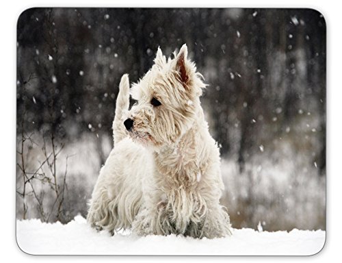 West Highland White Terrier