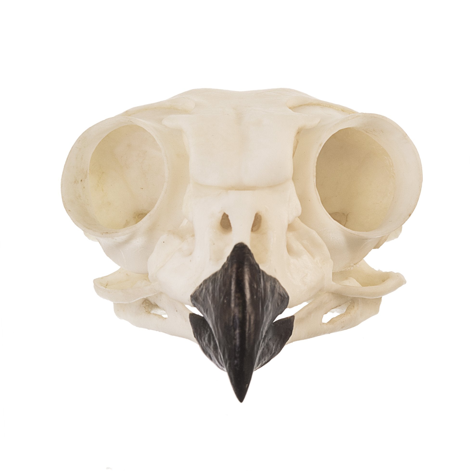 Authentic Replica Great Horned Owl Skull - Lifelike Taxidermy Decoration for Home, Office & Halloween Decor - Perfect for Gothic, Nature & Science Enthusiasts