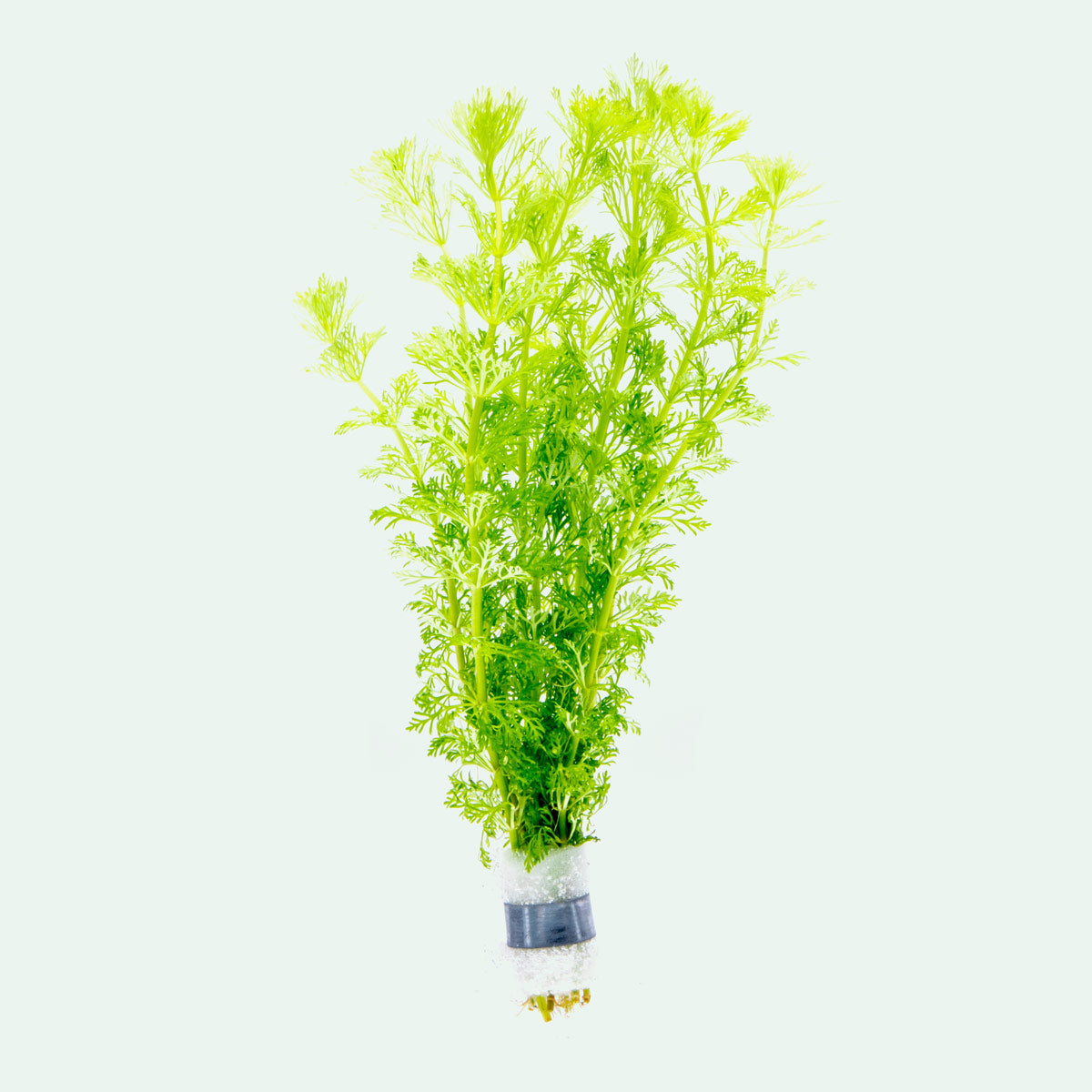 Limnophila Heterophylla Aquatic Plant for Freshwater Aquariums - Perfect for Fish Tanks, Aquascaping & Natural Aquarium Decor