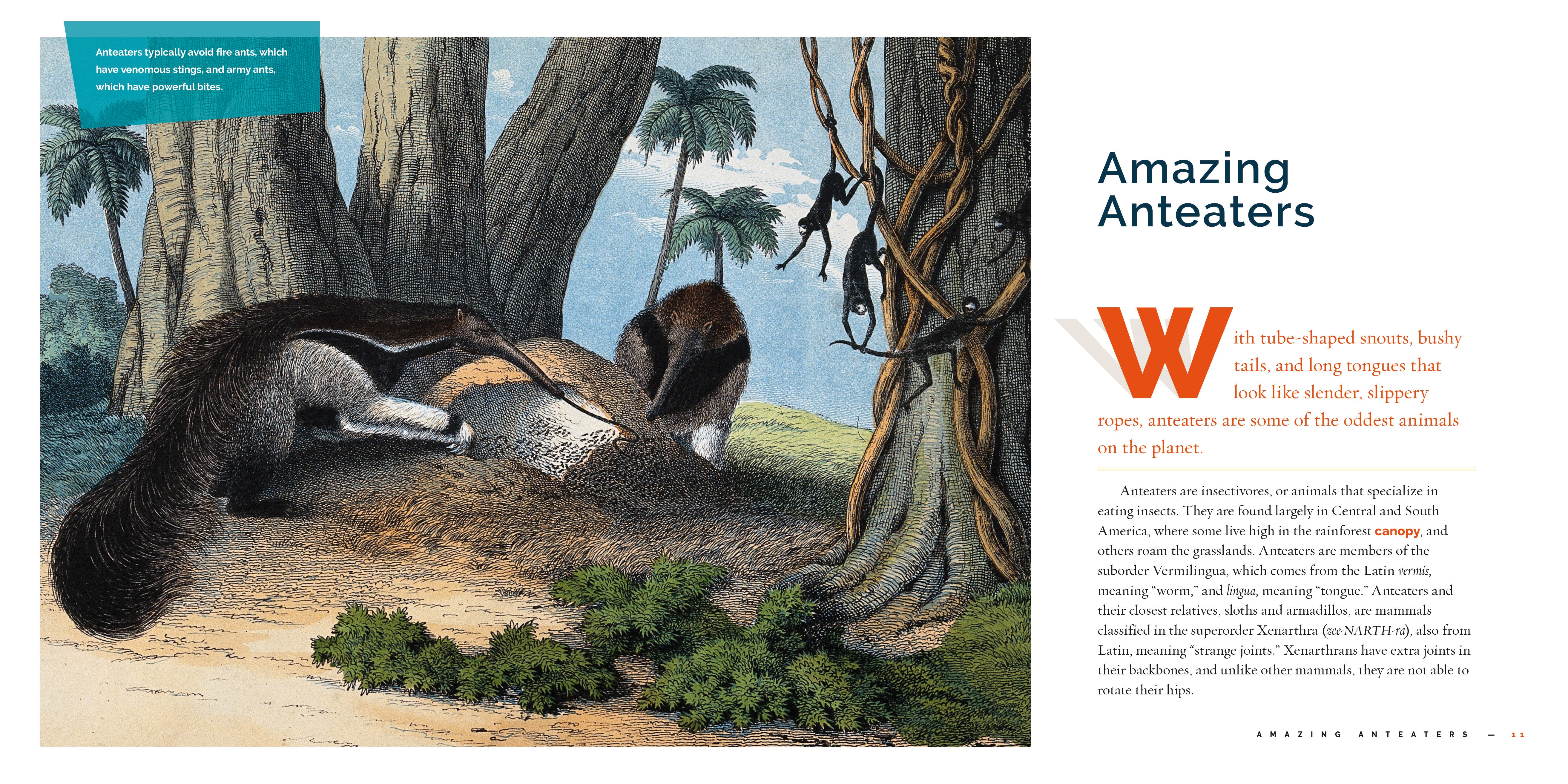 Anteaters Book 9781640267701 - Learn About Anteaters, Their Habitat & Behavior - Perfect for Kids, Animal Lovers & Science Enthusiasts