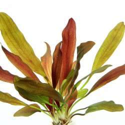 Dennerle Echinodorus Red Chamaleon Live Aquarium Plant in Pot - Perfect for Freshwater Fish Tanks, Aquascaping & Aquatic Gardens