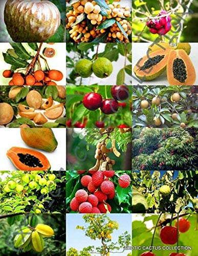 15-Pack Sweet Edible Tropical Fruit Tree Seeds Mix - Fragrant Jocad Plant for Home Garden, DIY Planting & Landscaping | Indoor/Outdoor Gardening Gift Idea