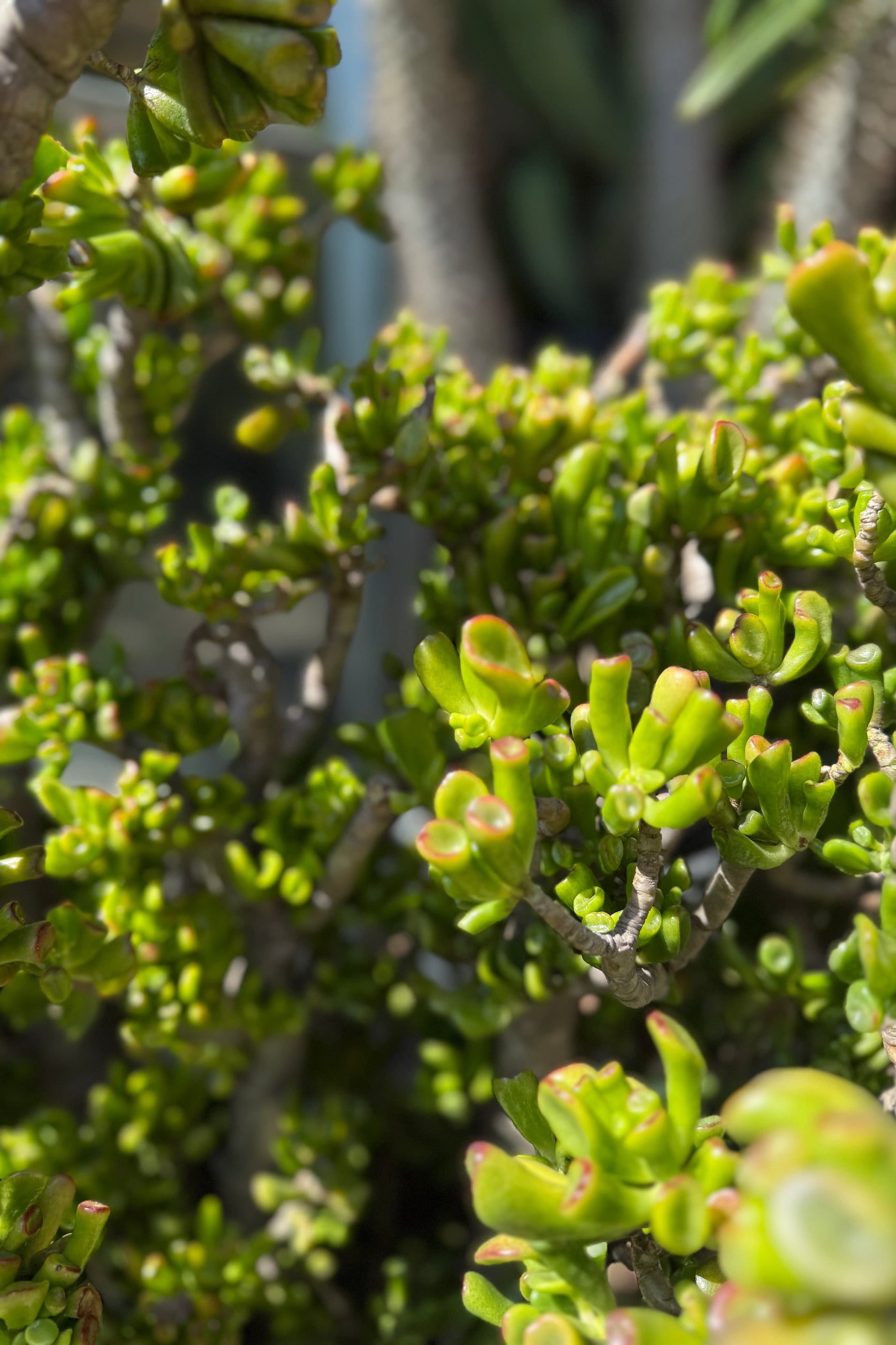 Crassula Ovata 'Hobbit' Jade Plant - 15