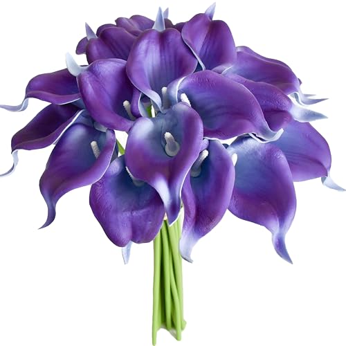 Purple-1