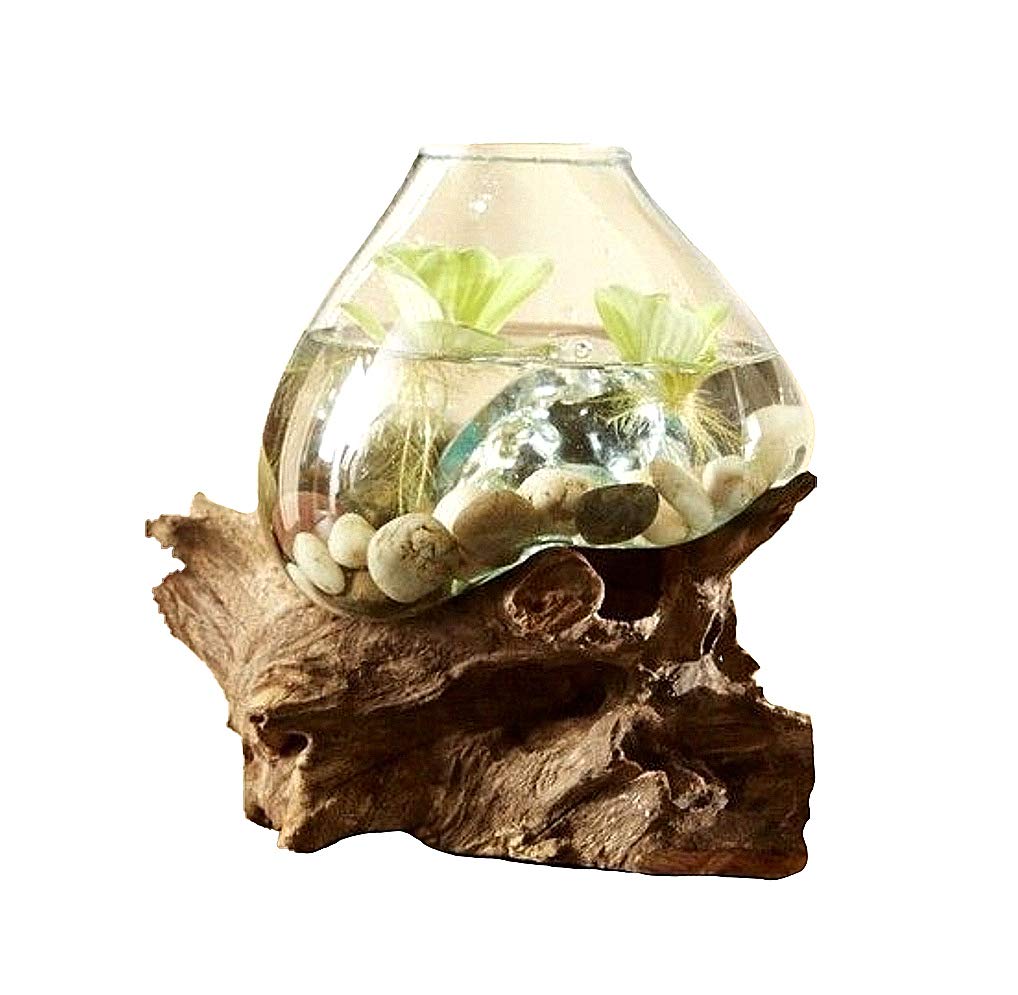 Hand Blown Molten Glass & Teak Wood Terrarium Vase Fish Bowl - Premium Quality 10-12 Inch Height for Home Decor, Office Centerpiece & Aquatic Plant Display