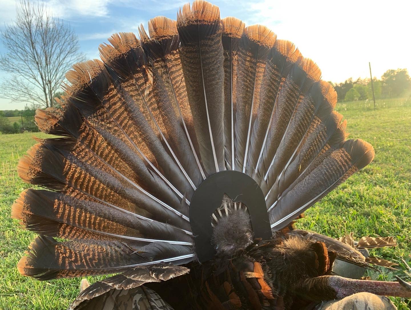 Bone Collector Turkey Hunting Tool - Turkey Fan Mount Kit with Curing Mount & Beard Measurement for Taxidermy | Perfect for Trophy Display & Hunting Accessories