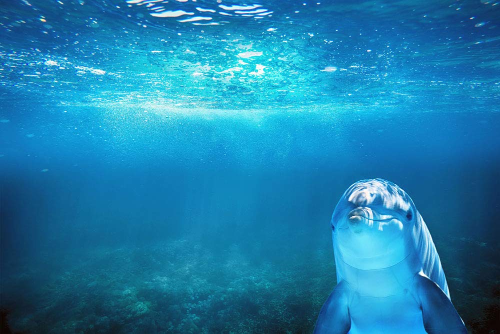 Smiling Dolphin Self-Adhesive Peel & Stick Wall Mural - 96