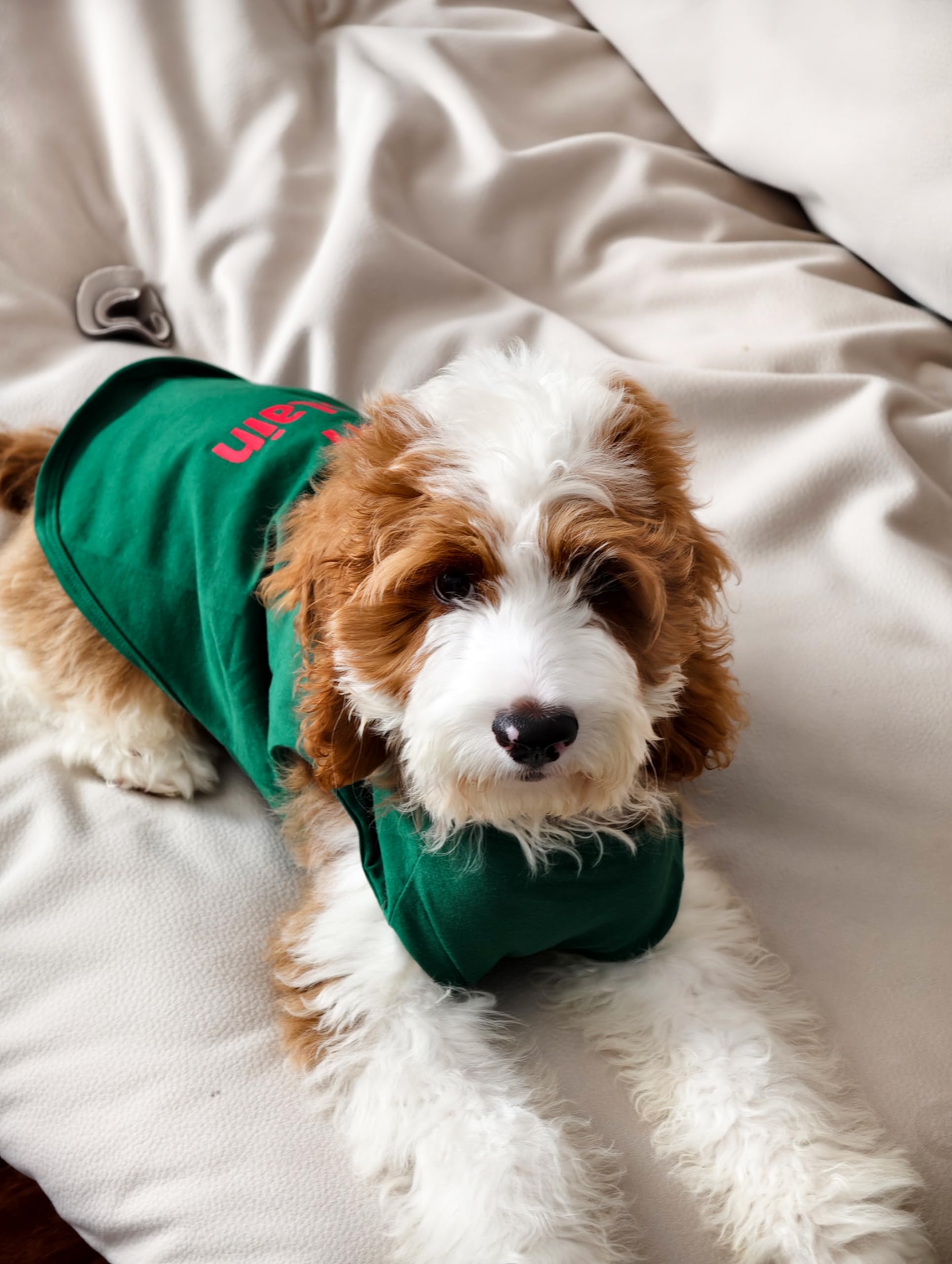 Fitwarm Naughty or Nice Christmas Dog Shirt - Festive Holiday Pet Outfit for Small Dogs (Green, Red, White) - Funny Dog T-Shirt for Boys & Girls - Perfect for Christmas Photos, Parties & Family Gatherings