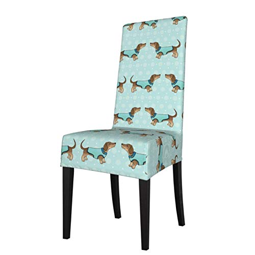 Dachshunds in Coats on Blue