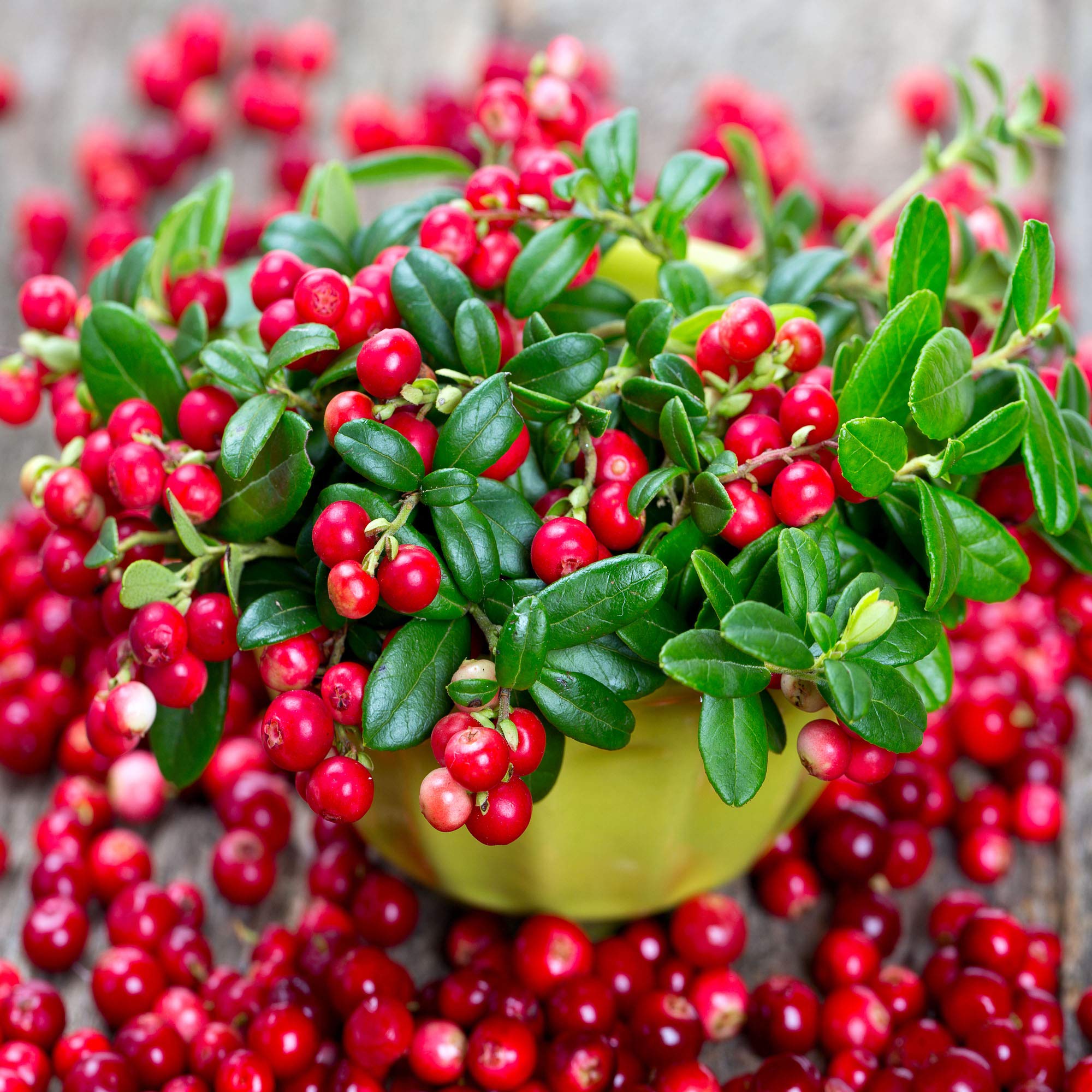 Outsidepride Vaccinium Macrocarpon Cranberry Garden Fruit Plants - 250 Seeds for Home Gardening, Fresh Berries & Healthy Smoothies