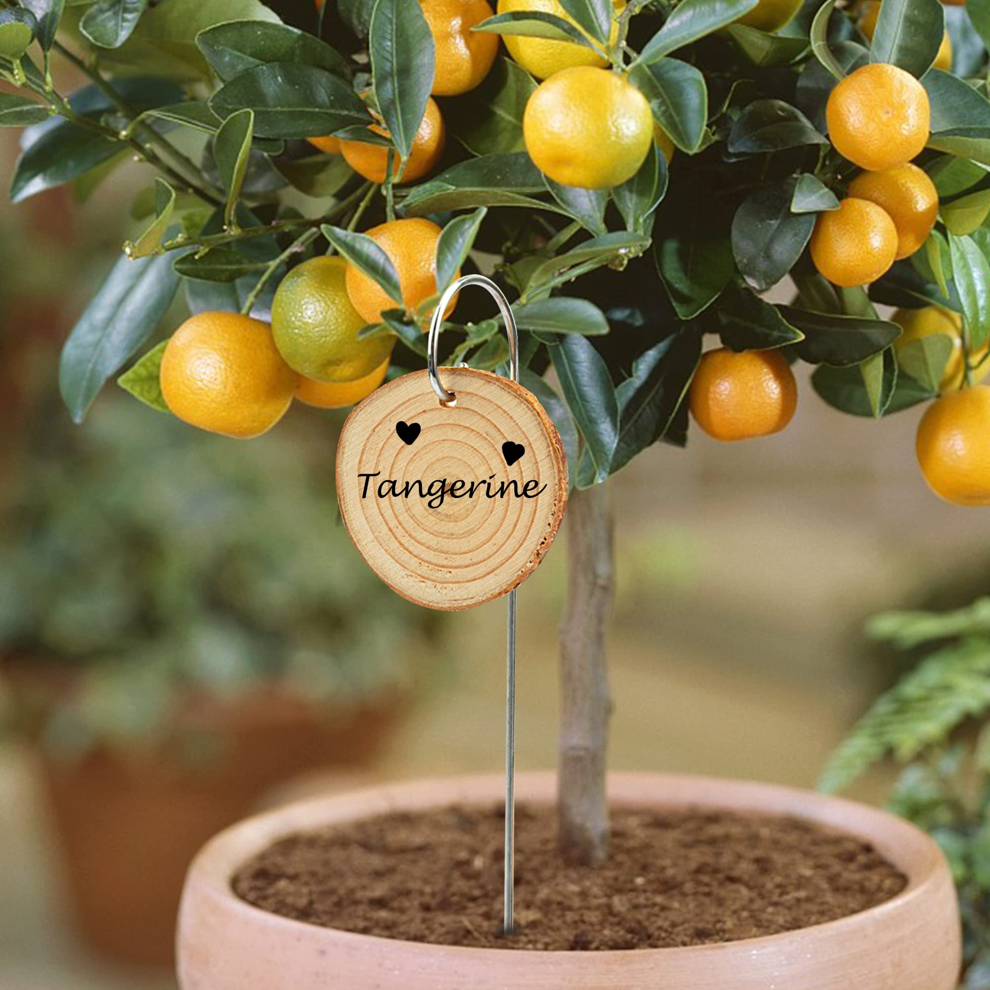 25 Pack Wooden Plant Labels with Marker Pen - Waterproof Garden Markers Stakes for Flowers, Herbs, Potted Plants & Seedlings - Perfect for Indoor/Outdoor Gardening & Greenhouse Organization
