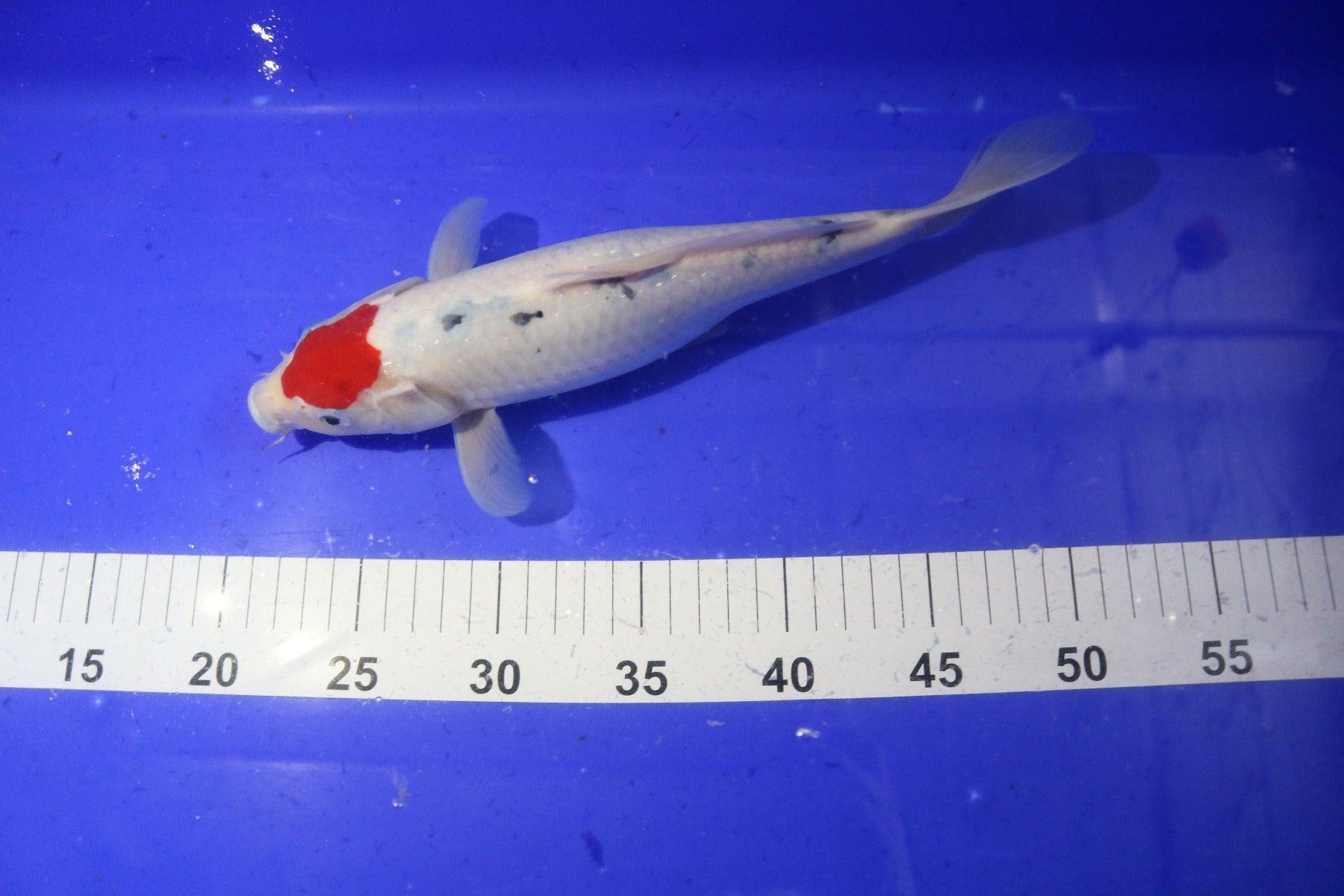 Tancho Bekko Koi Fish 10-12 Inch - Premium Japanese Koi for Ponds & Water Gardens - Perfect for Outdoor Decor & Aquatic Landscaping