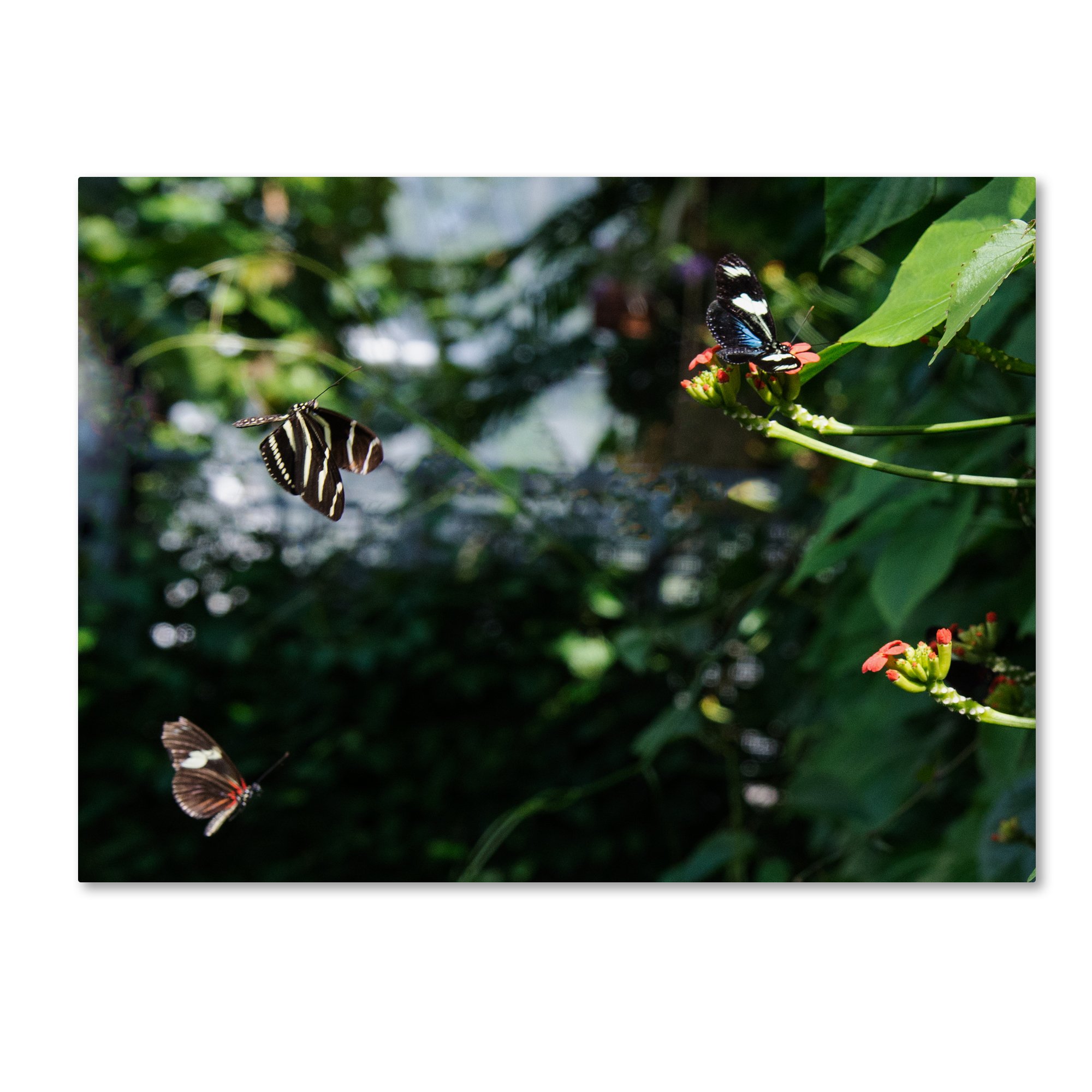 Kurt Shaffer Butterflies in Flight Canvas Wall Art - 35