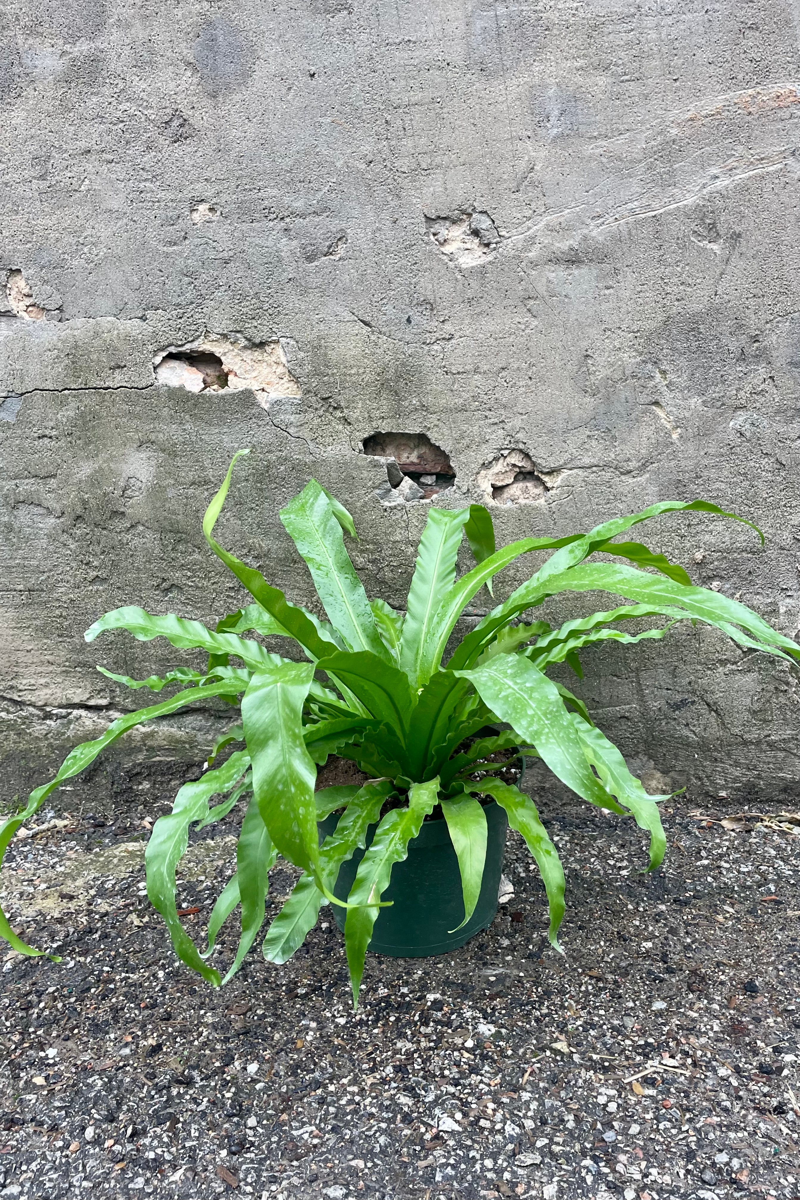 Asplenium Nidus 'Japanese' Bird's Nest Fern - 8 Inch Live Indoor House Plant for Home & Office Decor | Perfect for Bathrooms, Low Light Spaces, and Tropical Plant Displays