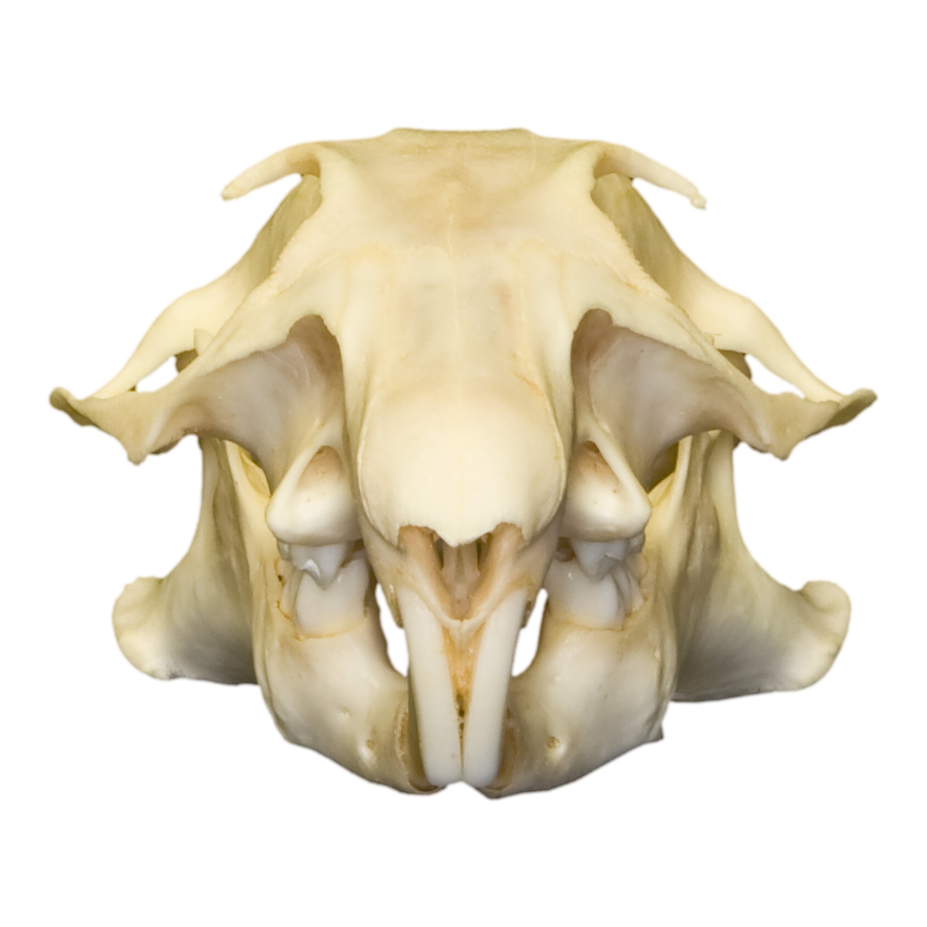 Authentic Prairie Dog Skull - Taxidermy Specimen for Science, Education & Collectors - Perfect for Biology Classrooms, Nature Displays & Oddity Collections