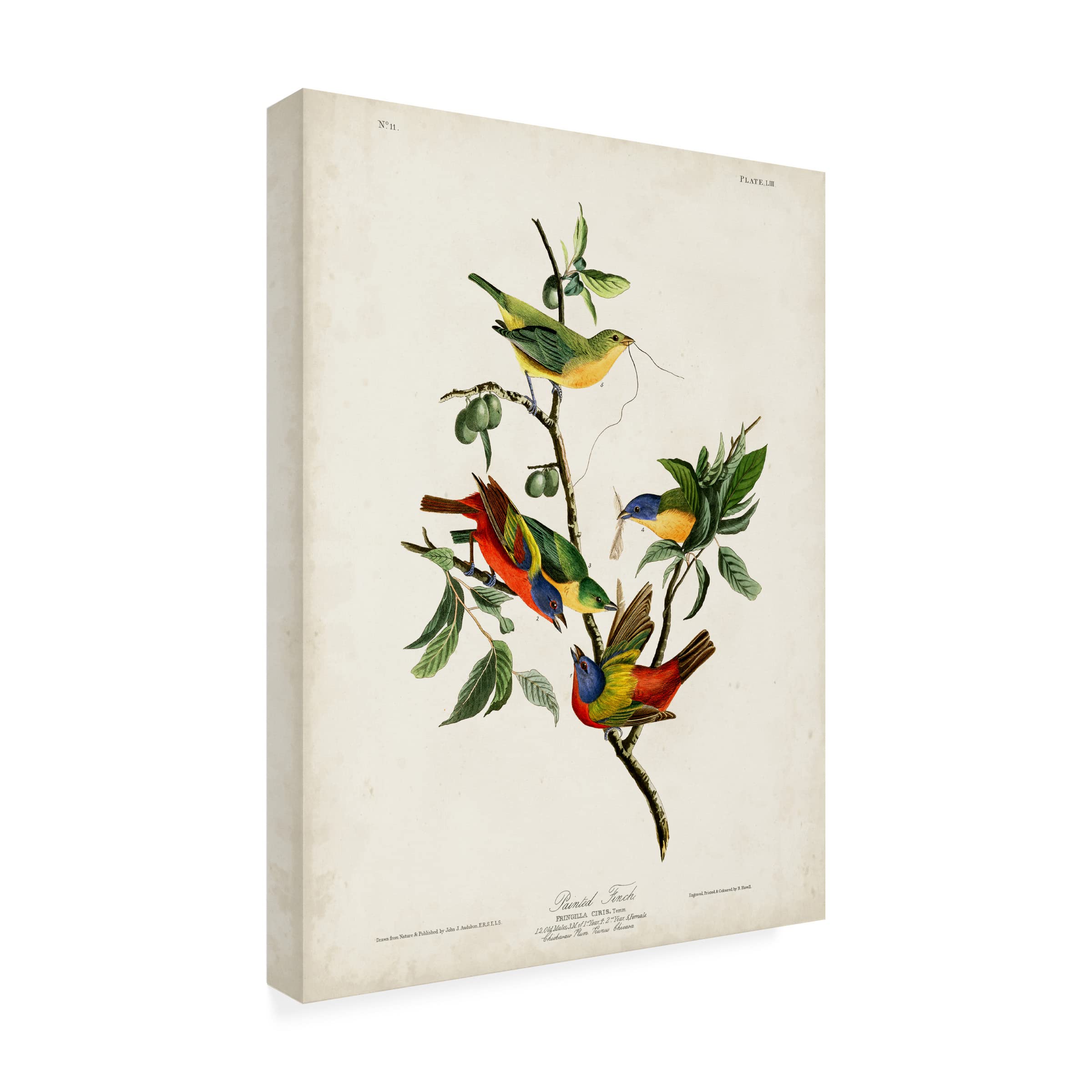 John James Audubon 'Painted Finch' Canvas Art Print - 14x19 Inch Wildlife Bird Wall Decor - Perfect for Living Room, Bedroom & Office