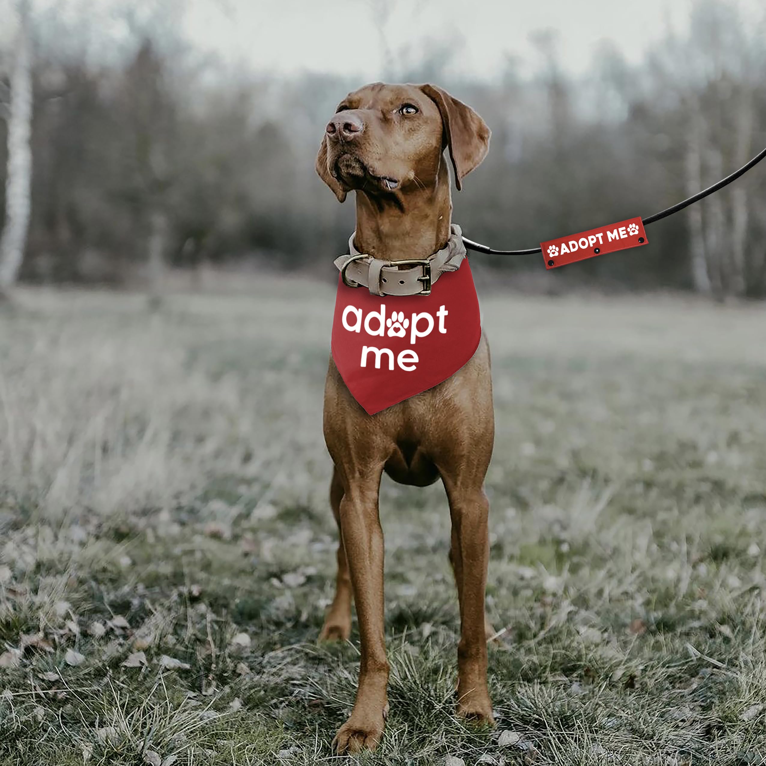 2 Pack Adopt Me Dog Bandana & Leash Set - Red Pet Scarf & Matching Leash for Small to Medium Dogs - Perfect for Pet Birthdays, Adoption Parties & Dog Lovers Gifts