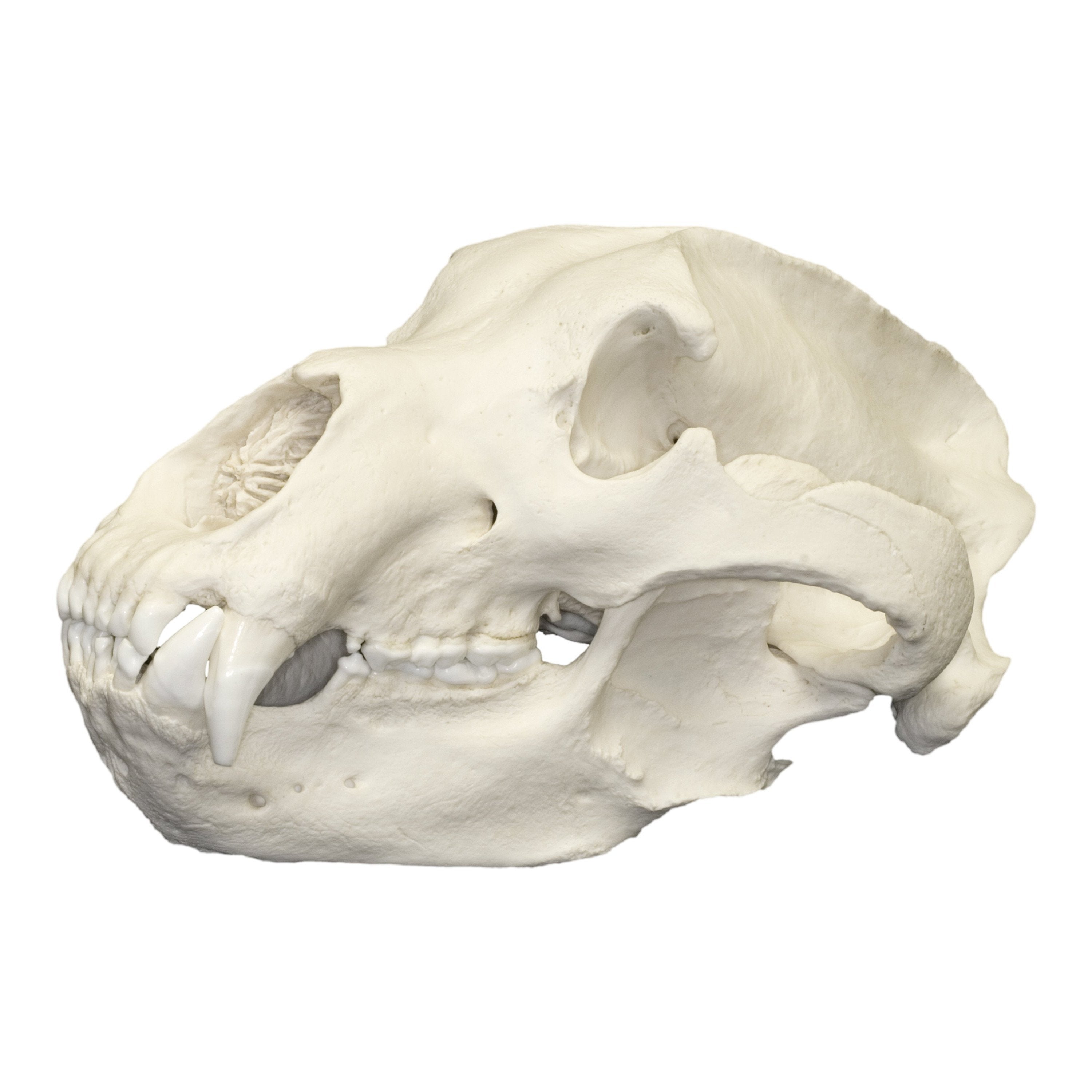 Authentic Replica Kodiak Grizzly Bear Skull - Lifelike Decoration for Home, Office, or Hunting Lodge - Perfect for Halloween, Taxidermy Displays & Wilderness Themed Decor