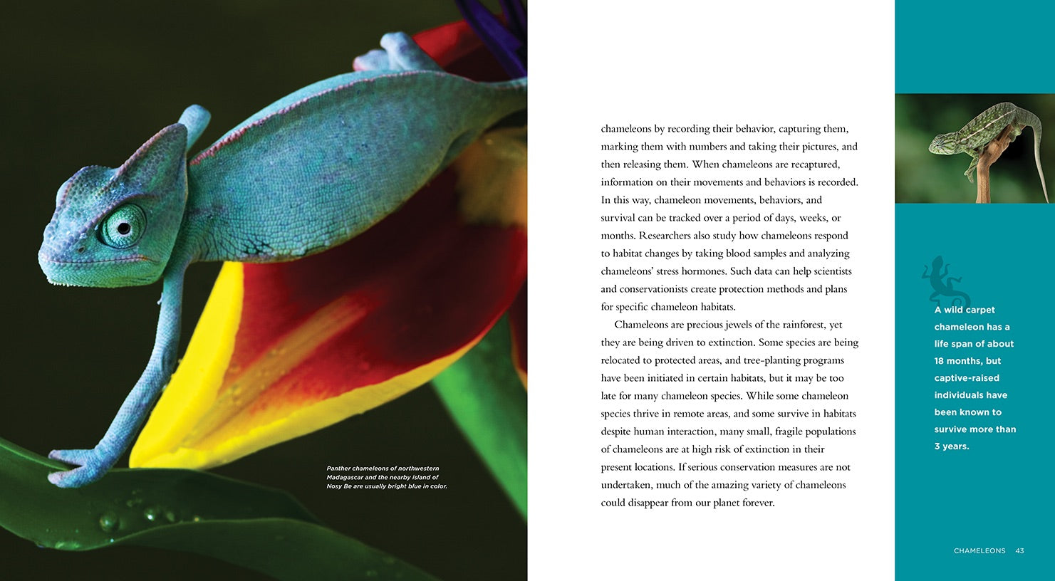 Chameleons Book - ISBN 9781608182855 - Perfect for Reptile Lovers & Science Education