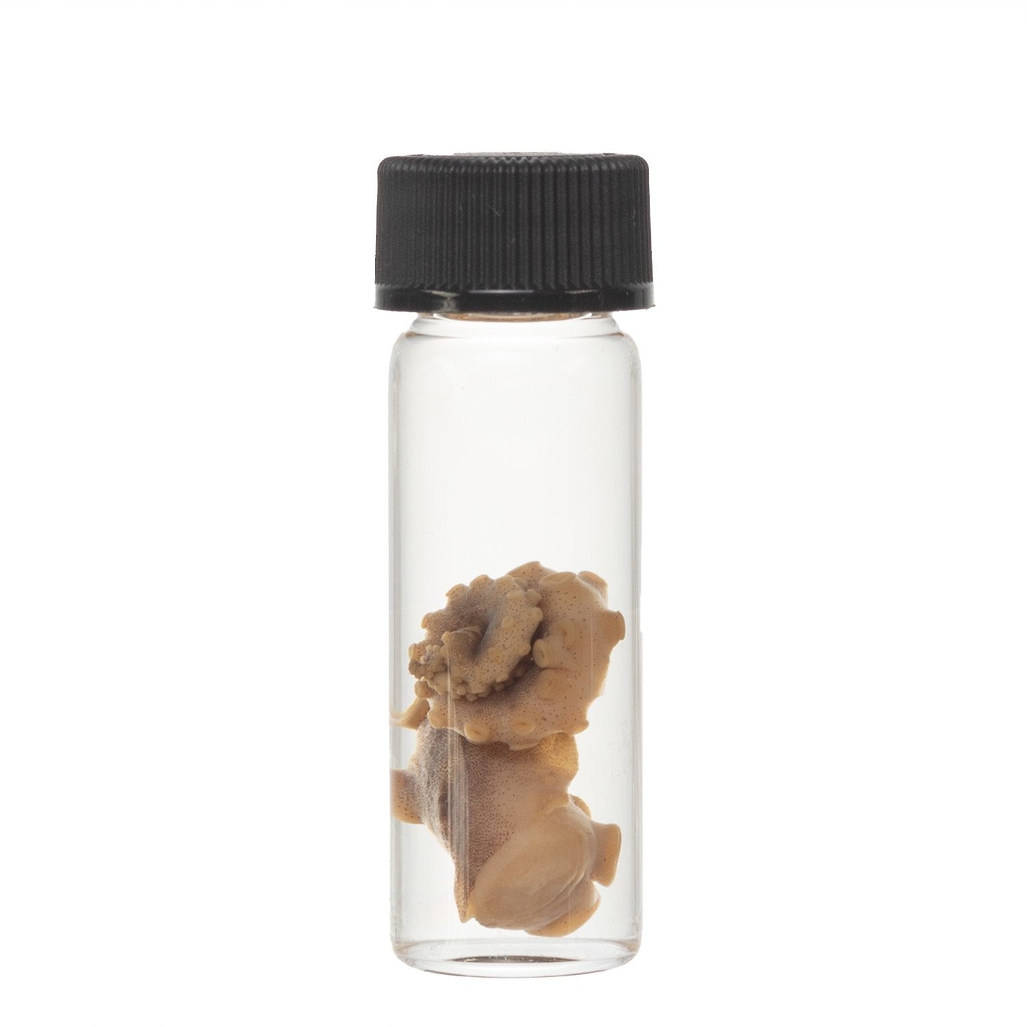 Authentic Real Tentacle Wet Specimen - Preserved Marine Biology Specimen for Science Education & Oddity Collectors | Perfect for Classroom Display, Gothic Decor & Curiosity Cabinets