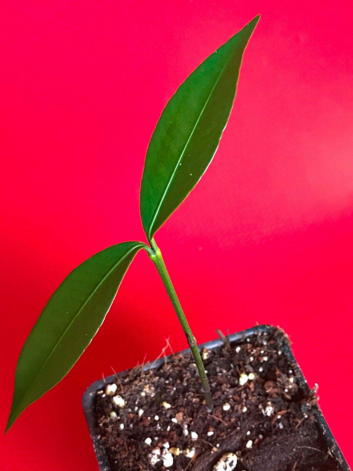 Bacuri Bacurizinho Garcinia Acuminata Mangosteen Tropical Fruit Tree Plant - Exotic Fruit Tree for Home Garden & Landscaping