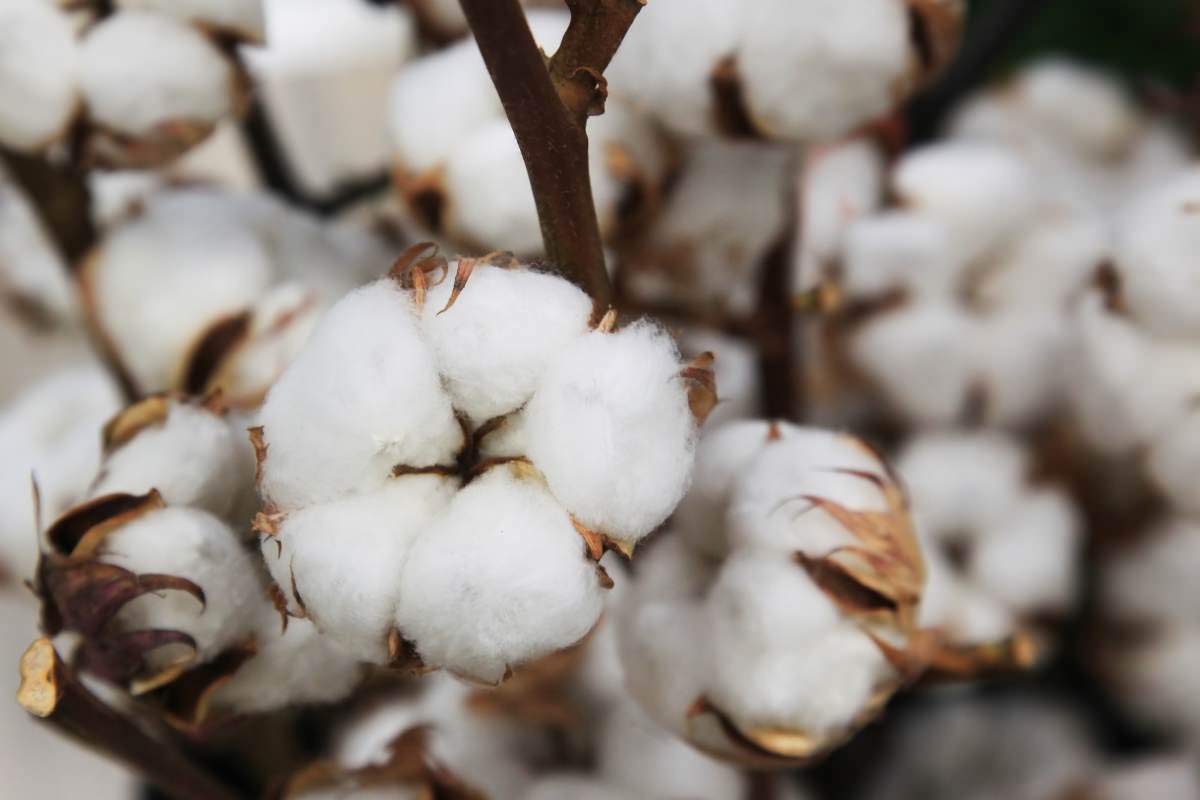 KVITER 25 White Cotton Seeds for Planting (Gossypium hirsutum) – Non-GMO Heirloom Cotton Plant Seeds for Home Garden, DIY Crafts & Fiber Production – Perfect for Indoor Pots, Backyard Gardens & Educational Projects