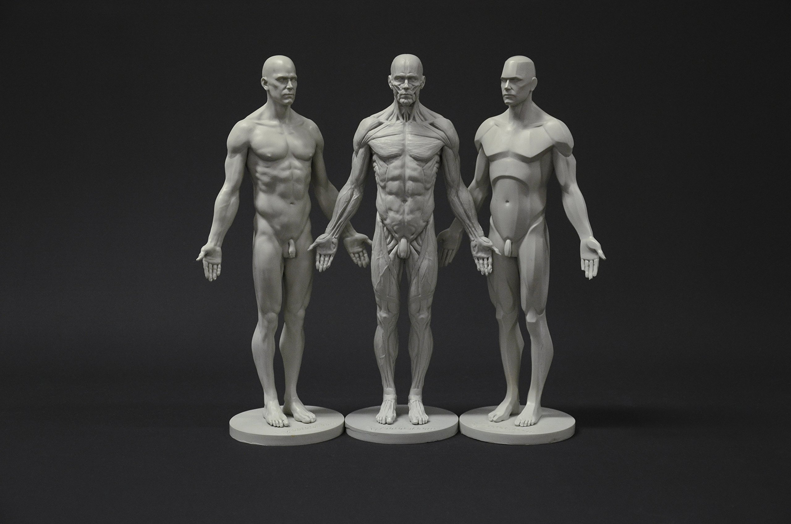 Male Anatomy Figure Collection: Planar, Ecorche & Skin Models - Professional Artist Reference for Human Anatomy Drawing | Perfect for Medical Students, Art Classes & 3D Sculpting
