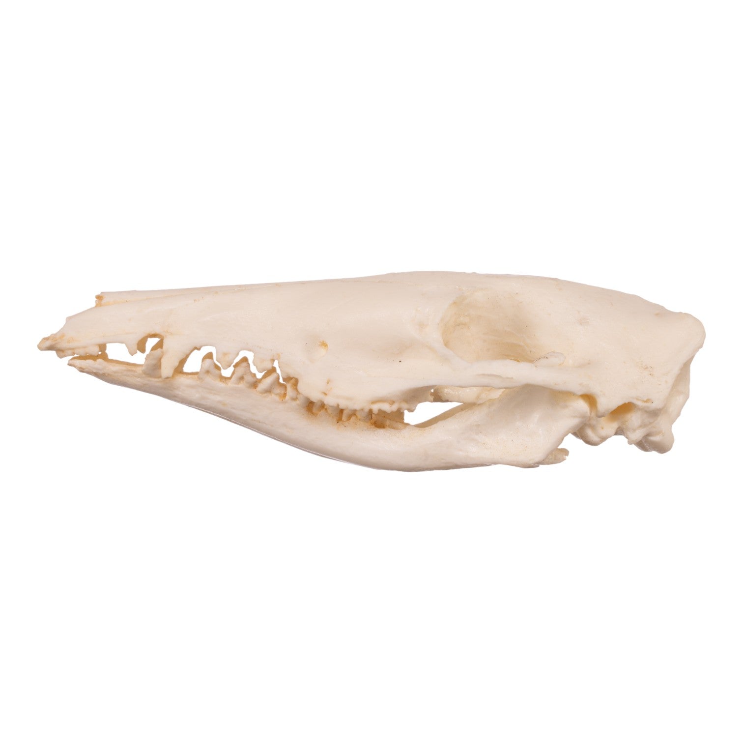 Authentic Replica Long-Nosed Bandicoot Skull - Lifelike Animal Skull Model for Halloween Decor, Science Education & Collectors - Perfect for Home, Classroom & Museum Displays