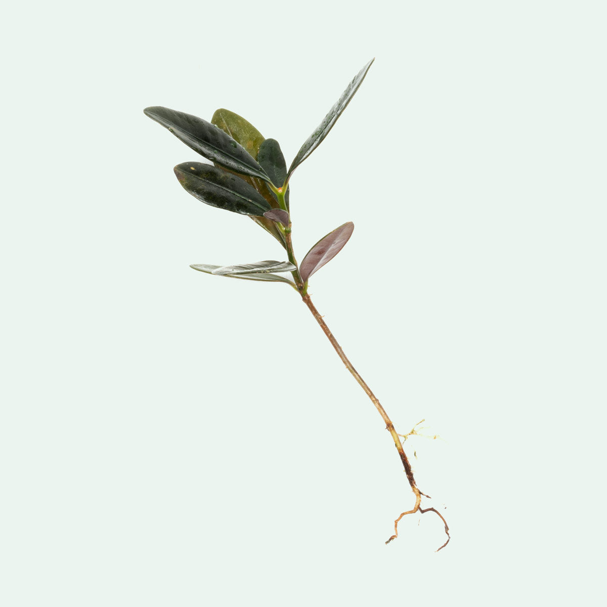 Ardisia Black Type 2 - Premium Indoor/Outdoor Ornamental Plant for Home Decor, Office & Garden Landscaping