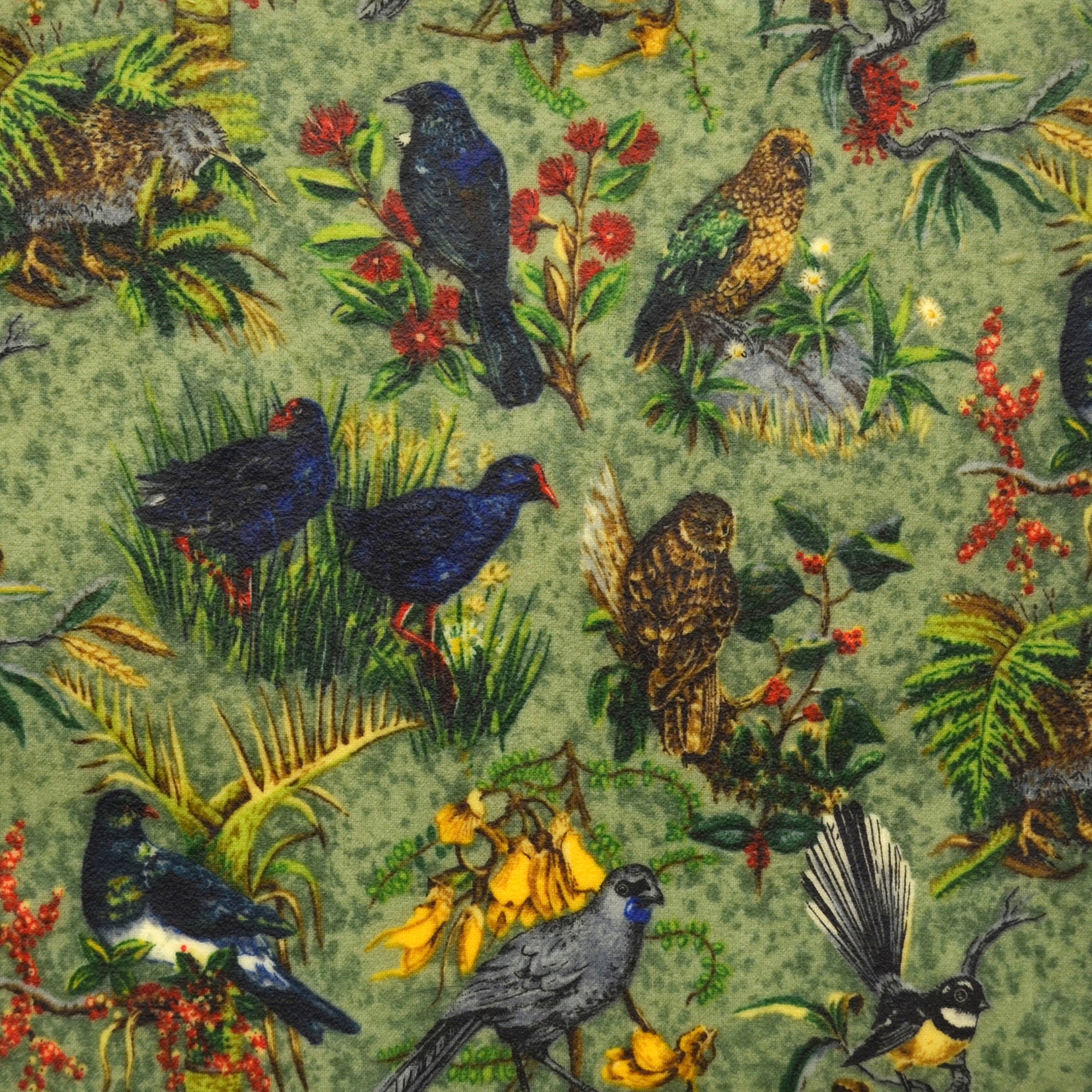 Birds of Aotearoa - New Zealand Native Bird Guide Book | Birdwatching, Nature Study & Travel Companion