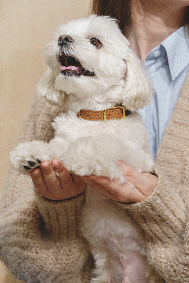 Premium Collar Pony Walkony for Dogs - Graphite & Ginger Color - Perfect for Walking, Training, and Outdoor Adventures