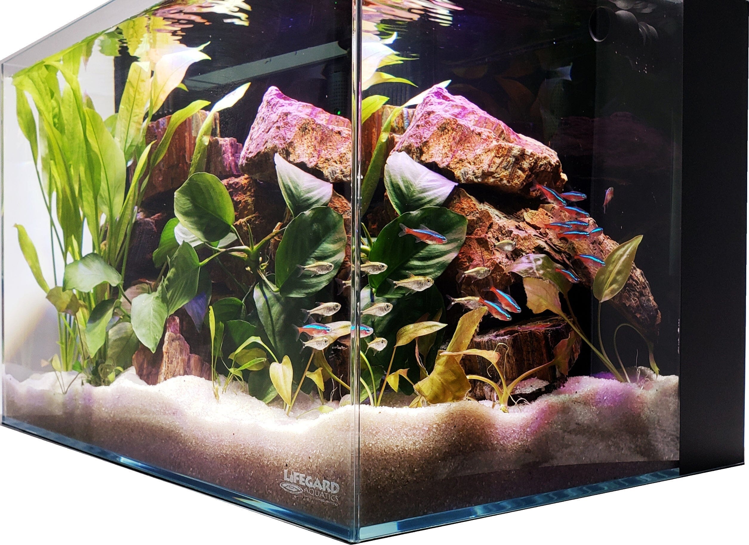 Lifegard Aquatics 10 Gallon Crystal Clear Glass Aquarium Tank - Perfect for Home, Office, or Classroom Fish Keeping