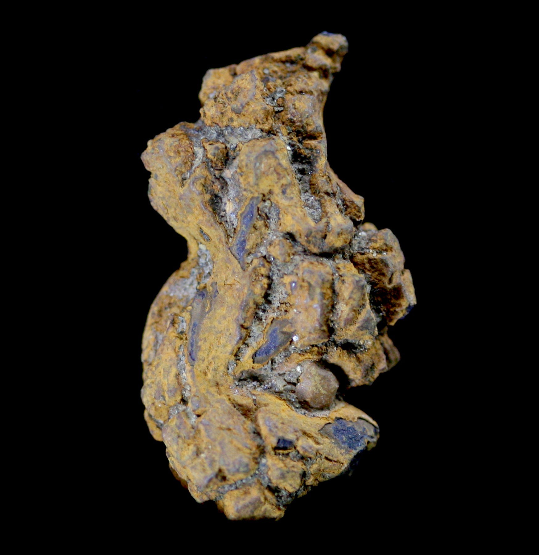 Authentic Coprolite Fossil Specimen - Rare Dinosaur Dung Stone for Collectors & Paleontology Enthusiasts | Perfect for Home Decor, Science Education & Unique Gift Ideas