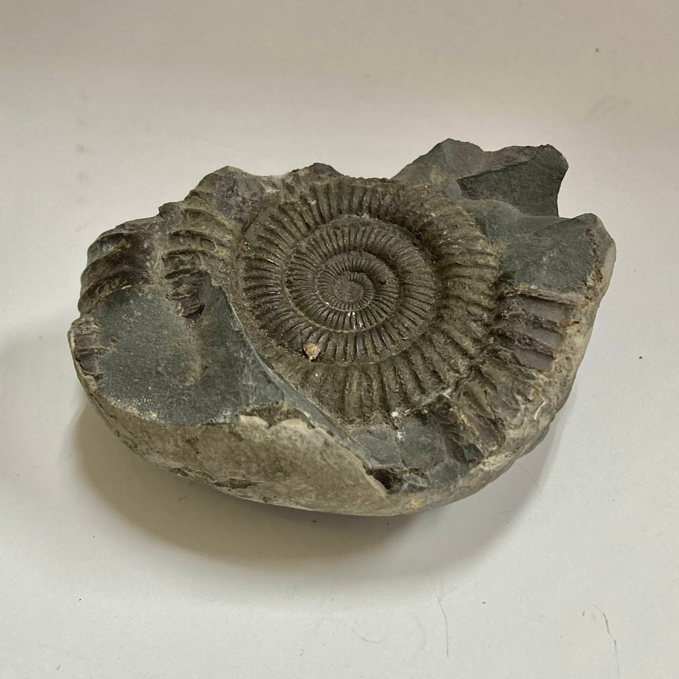 Authentic Ammonite Fossil - Dactylioceras sp. Specimen for Collectors, Home Decor & Educational Use | Perfect for Geology Enthusiasts, Classroom Display & Unique Gift Idea