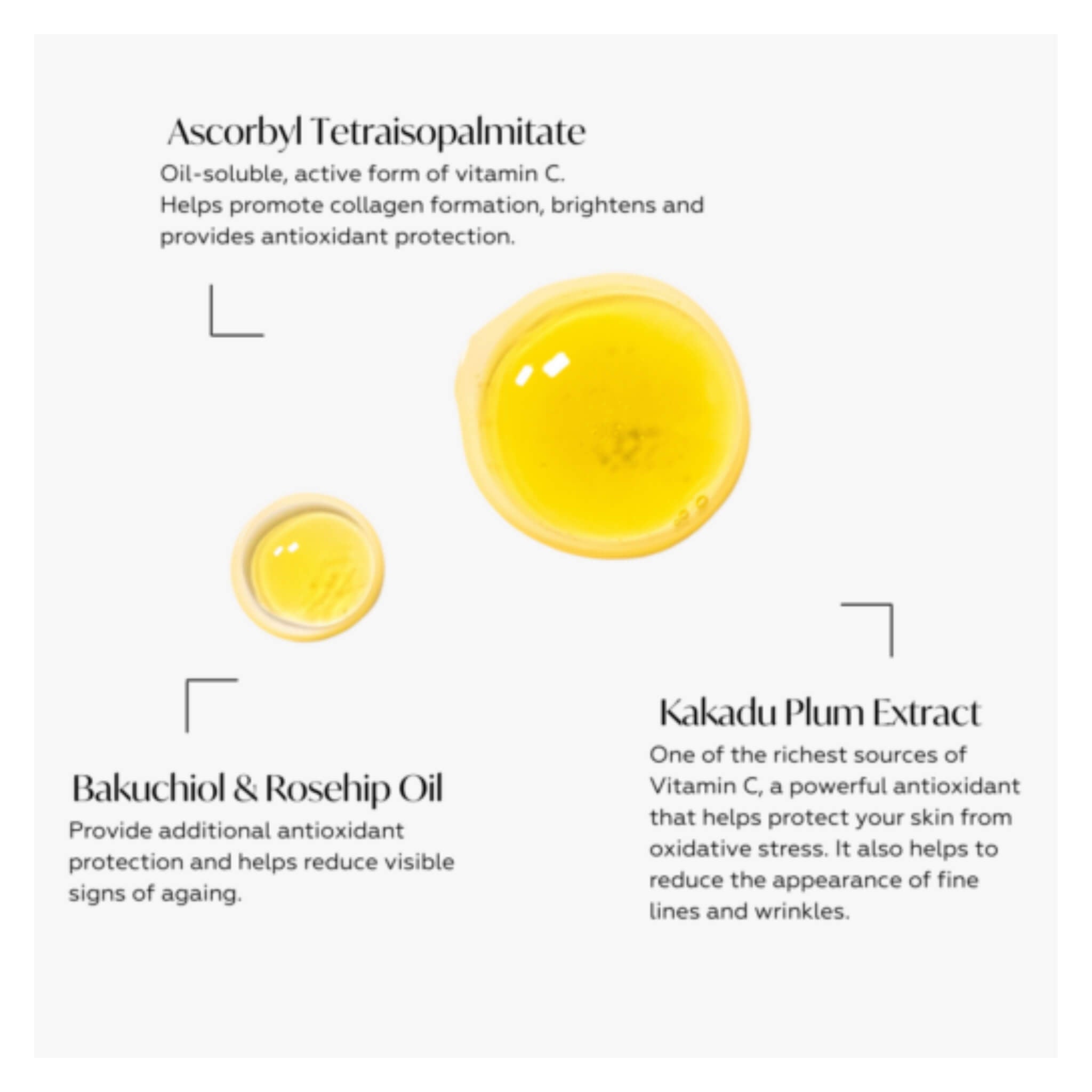Best Probiotic Vitamin C Concentrate Supplement for Immune Support & Gut Health - Boost Energy & Digestion for Daily Wellness