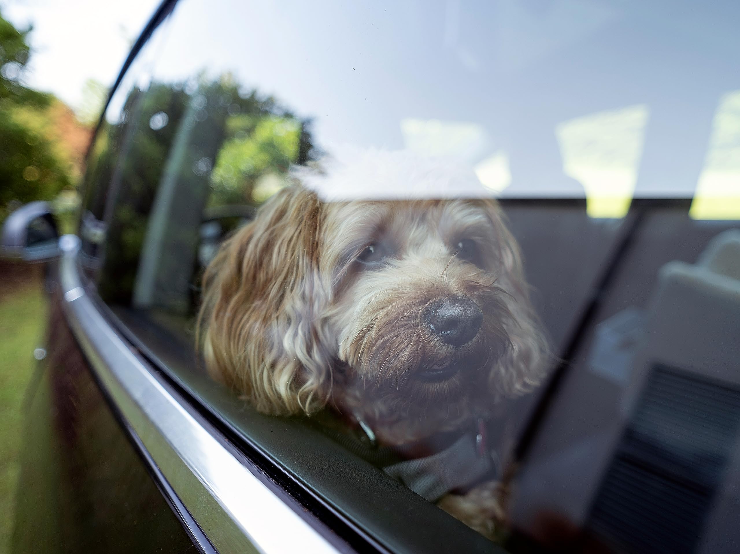 Snoozer Lookout I Dog Booster Car Seat for Small Dogs Under 25lbs - Medium Size Merlin Linen Pet Car Seat to Prevent Motion Sickness - Removable Washable Cover - Perfect for Road Trips & Vet Visits