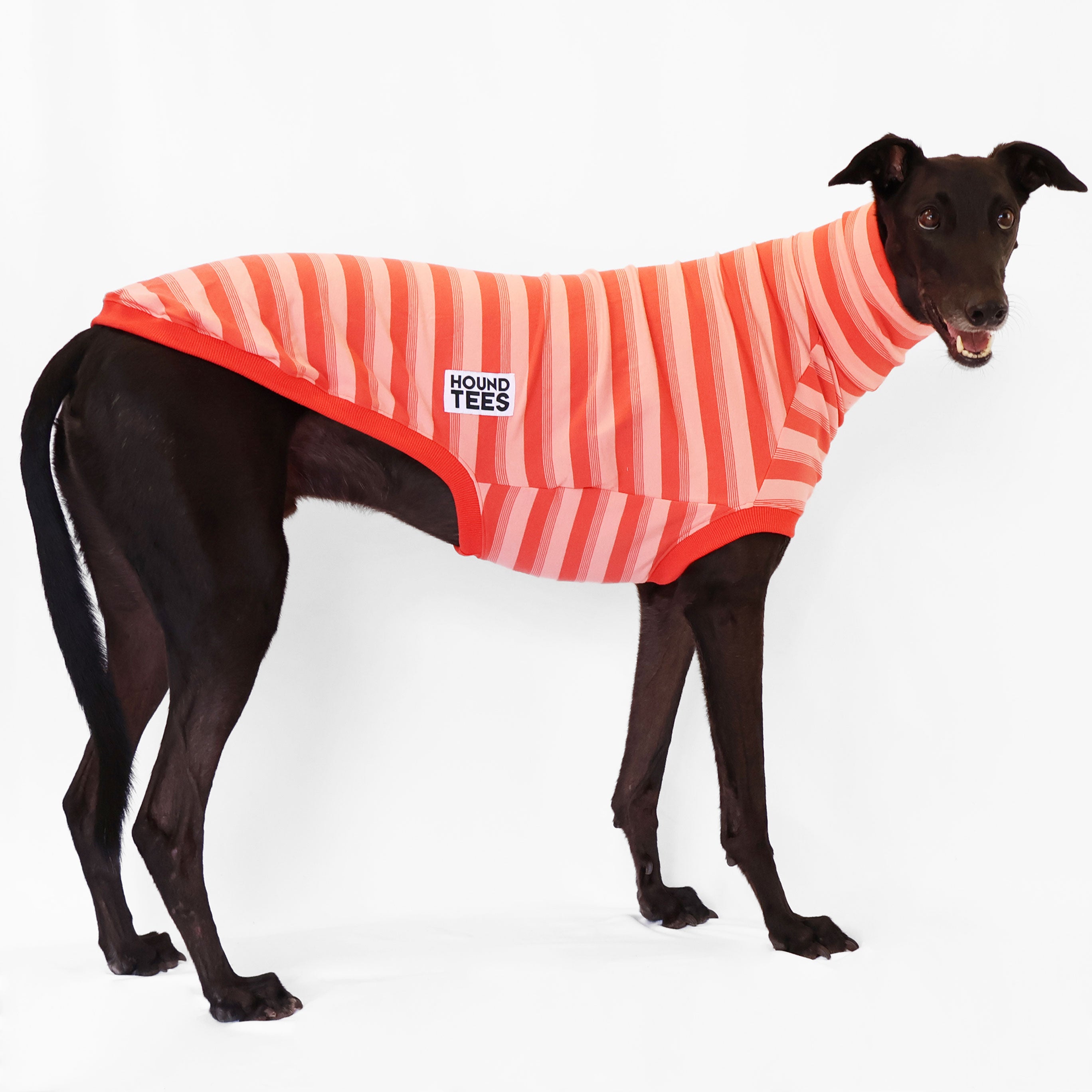 Galah Greyhound Sleeveless Sweater for Dogs - Soft Knit Dog Vest for Small Medium Breeds - Perfect for Outdoor Walks & Photo Shoots