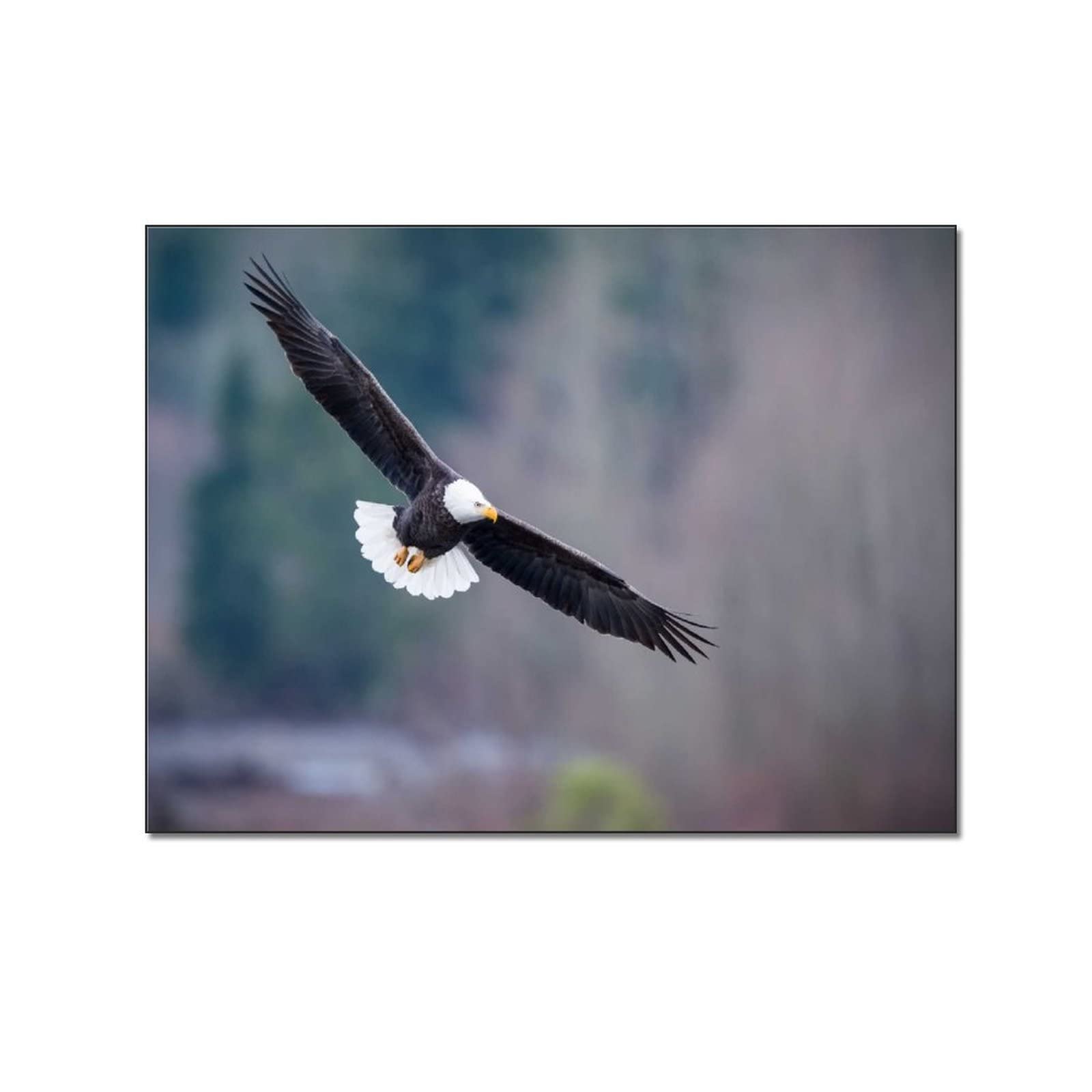 Natural Landscape Animal Bald Eagle Canvas Wall Art - 24x32 Inch (60x80cm) Framed Poster for Home & Office Decor - Perfect Gift for Nature Lovers & Wildlife Enthusiasts - Living Room, Bedroom, Study Room Aesthetic Wall Painting